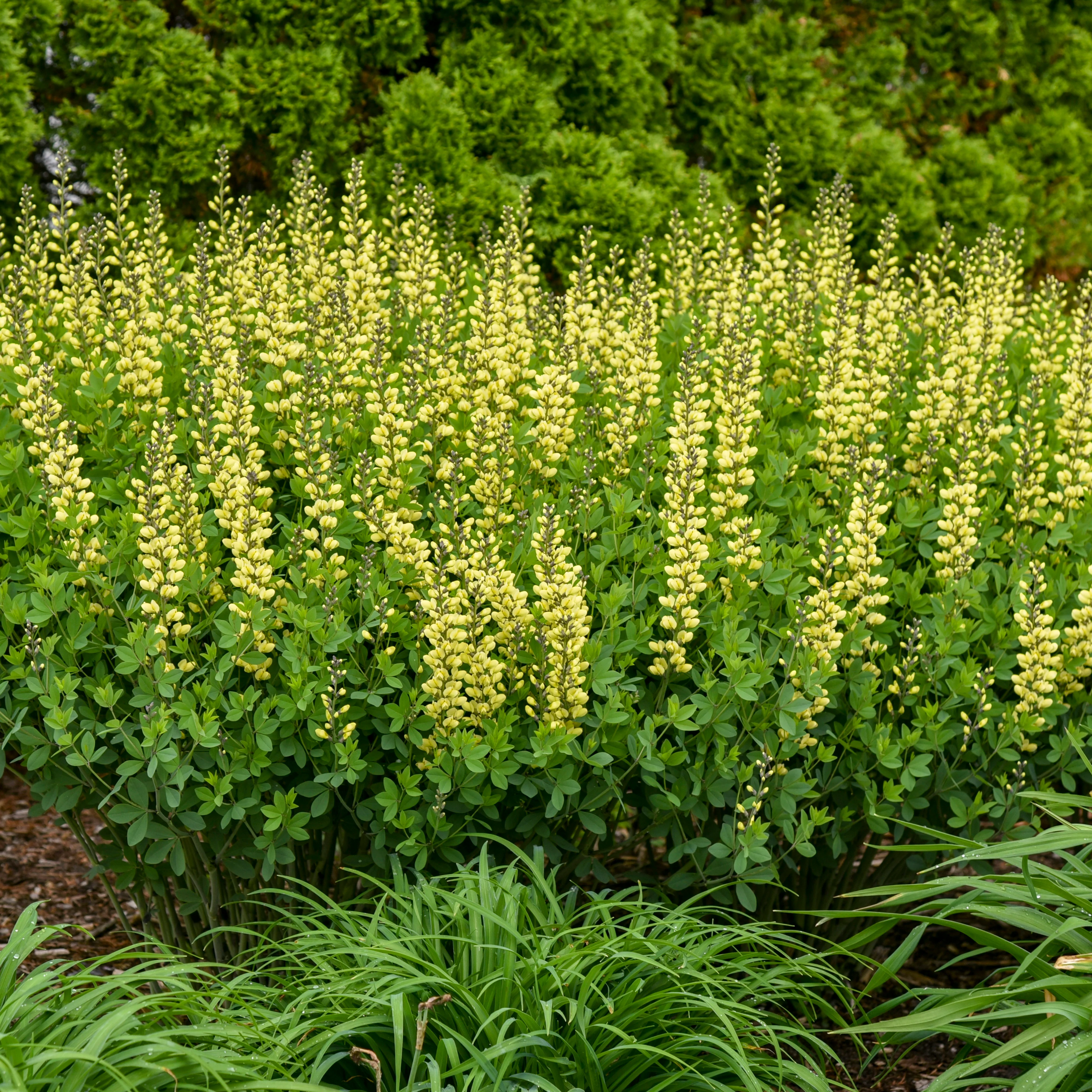 Decadence® 'Lemon Meringue' False Indigo (Baptisia hybrid) - Image 6