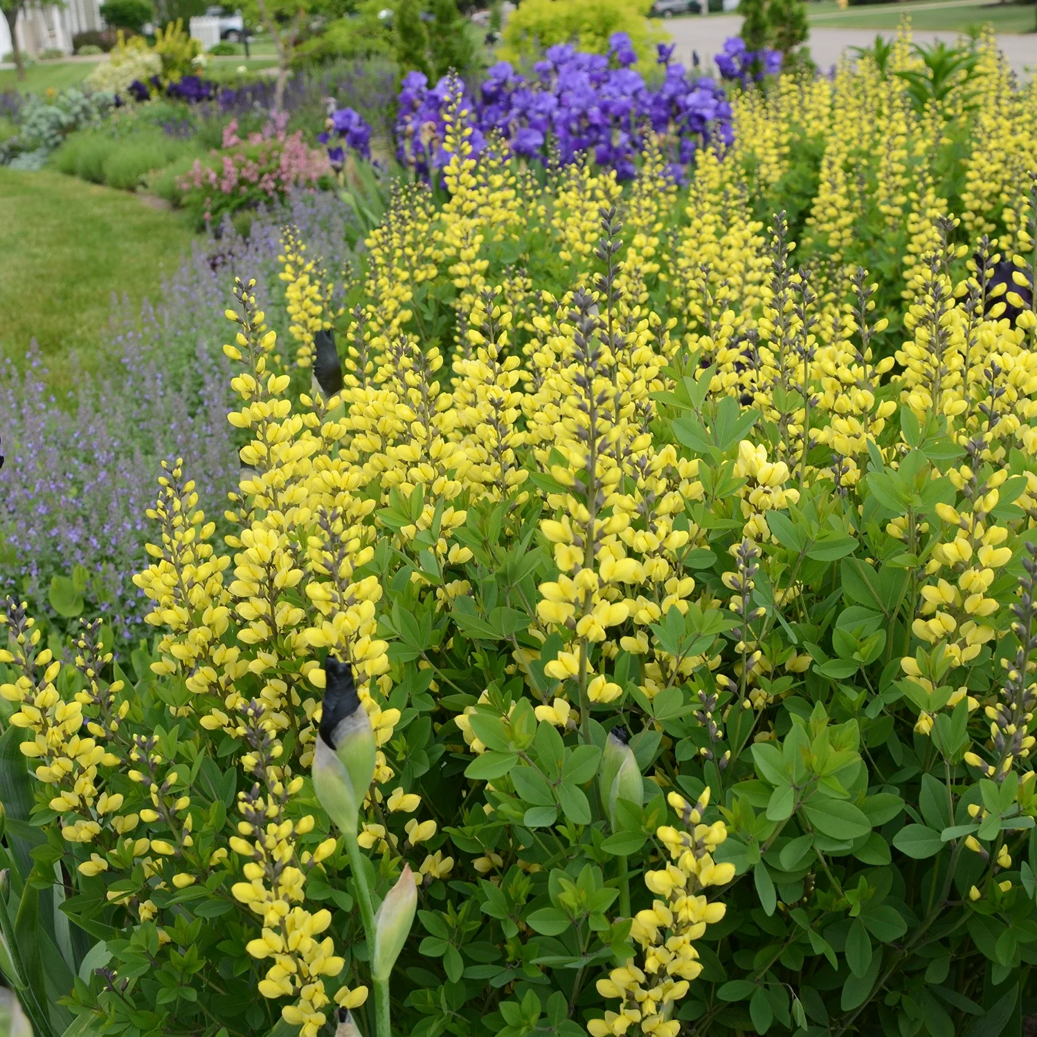 Decadence® 'Lemon Meringue' False Indigo (Baptisia hybrid) - Image 7