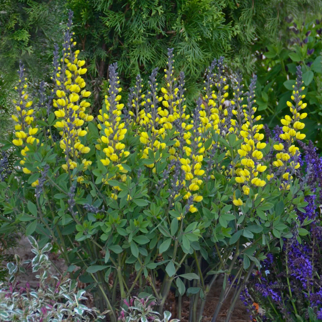 Decadence® 'Lemon Meringue' False Indigo (Baptisia hybrid) - Image 8