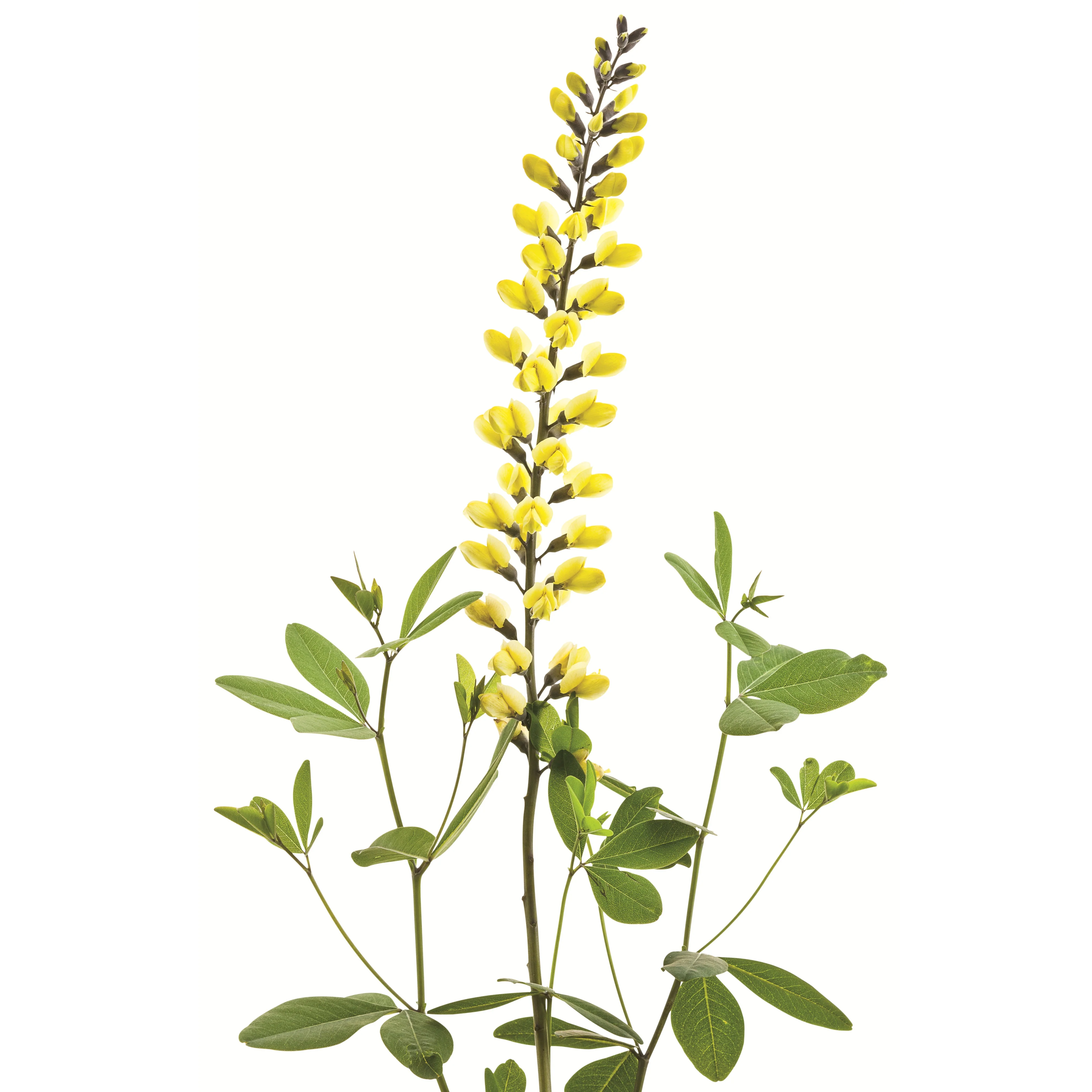 Decadence® 'Lemon Meringue' False Indigo (Baptisia hybrid) - Image 9