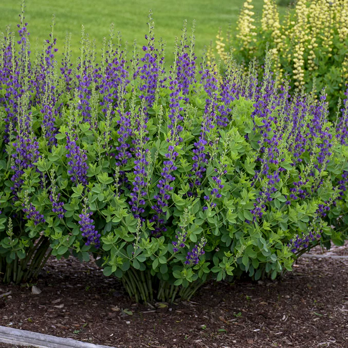 Decadence® 'Sparkling Sapphires' False Indigo (Baptisia hybrid) - Image 6