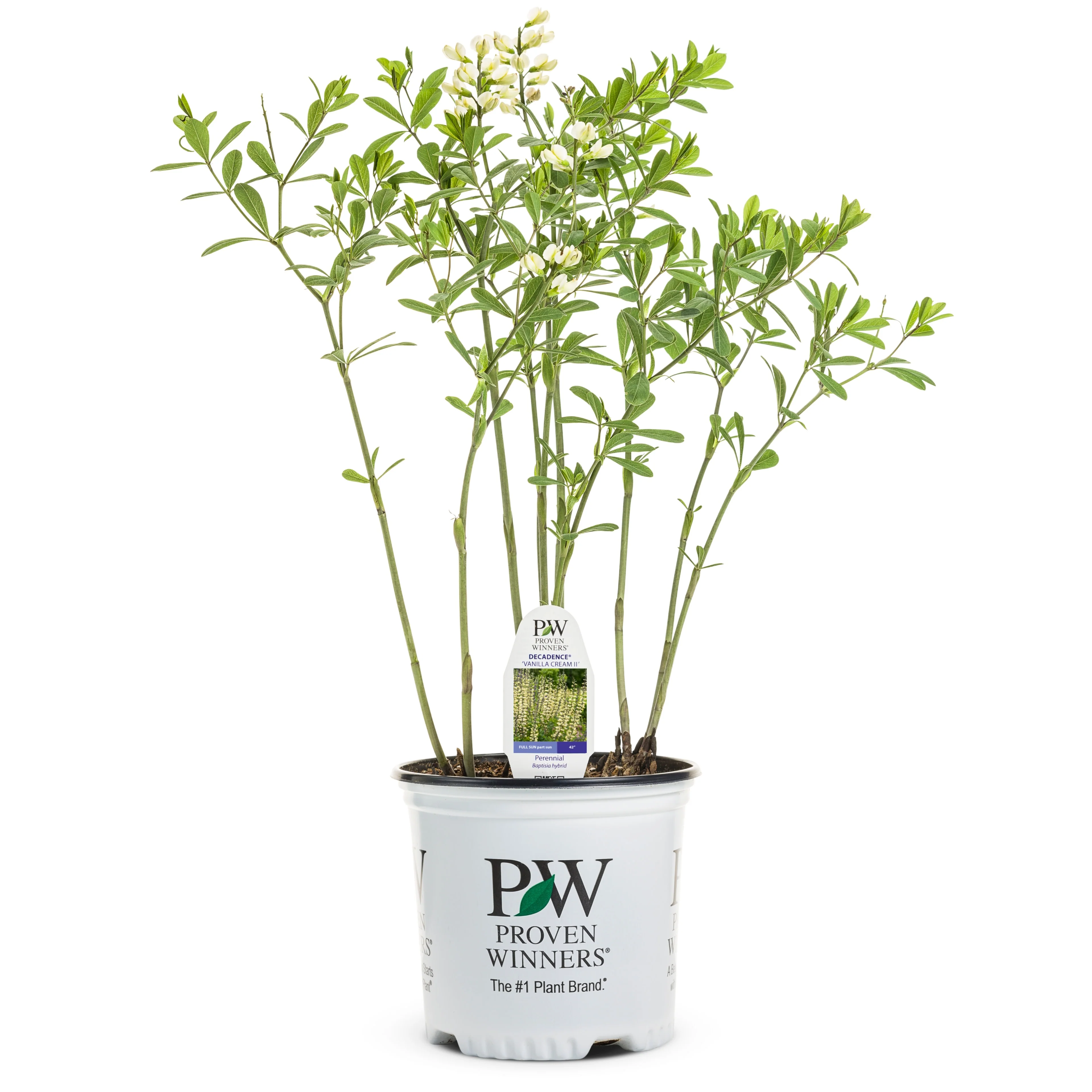 Decadence® 'Vanilla Cream II' False Indigo (Baptisia hybrid) - Image 2