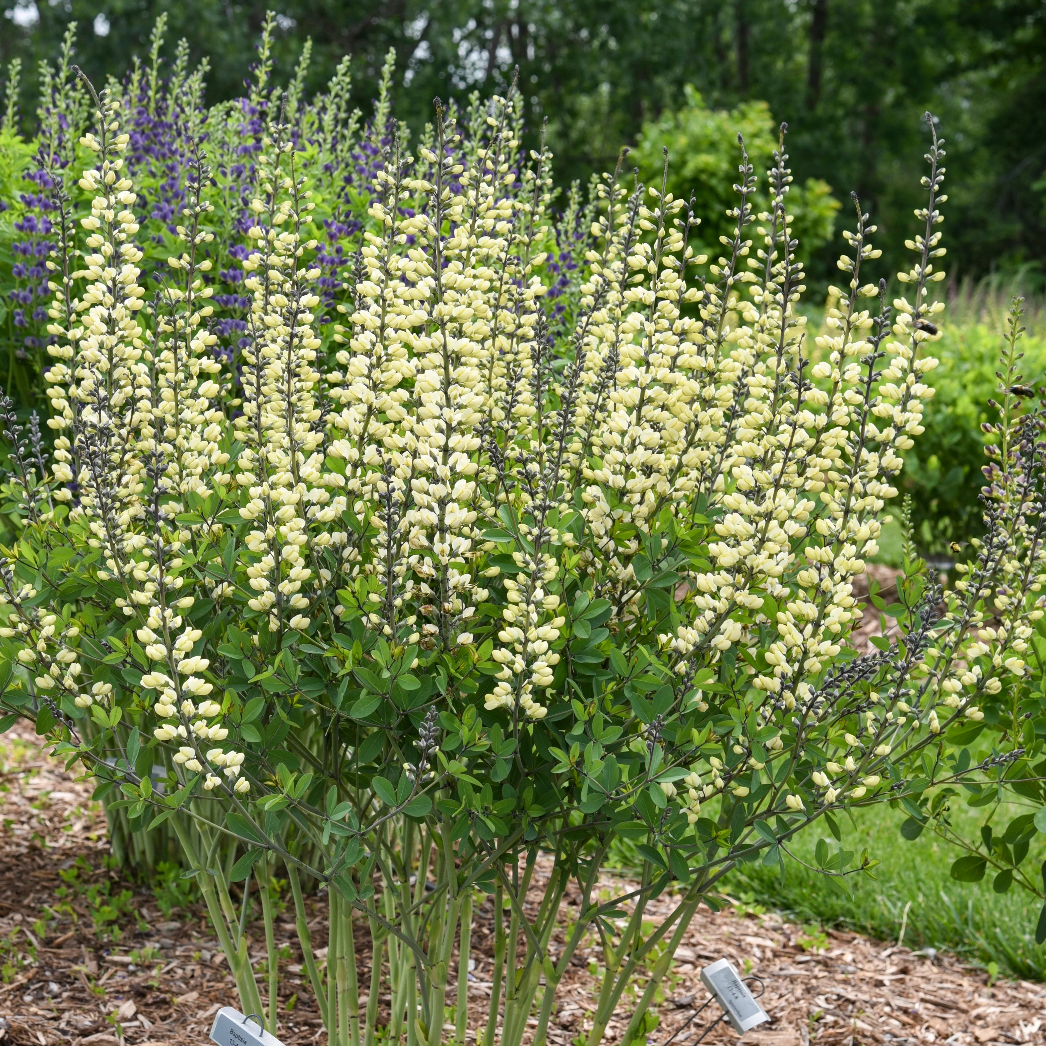 Decadence® 'Vanilla Cream II' False Indigo (Baptisia hybrid) - Image 4