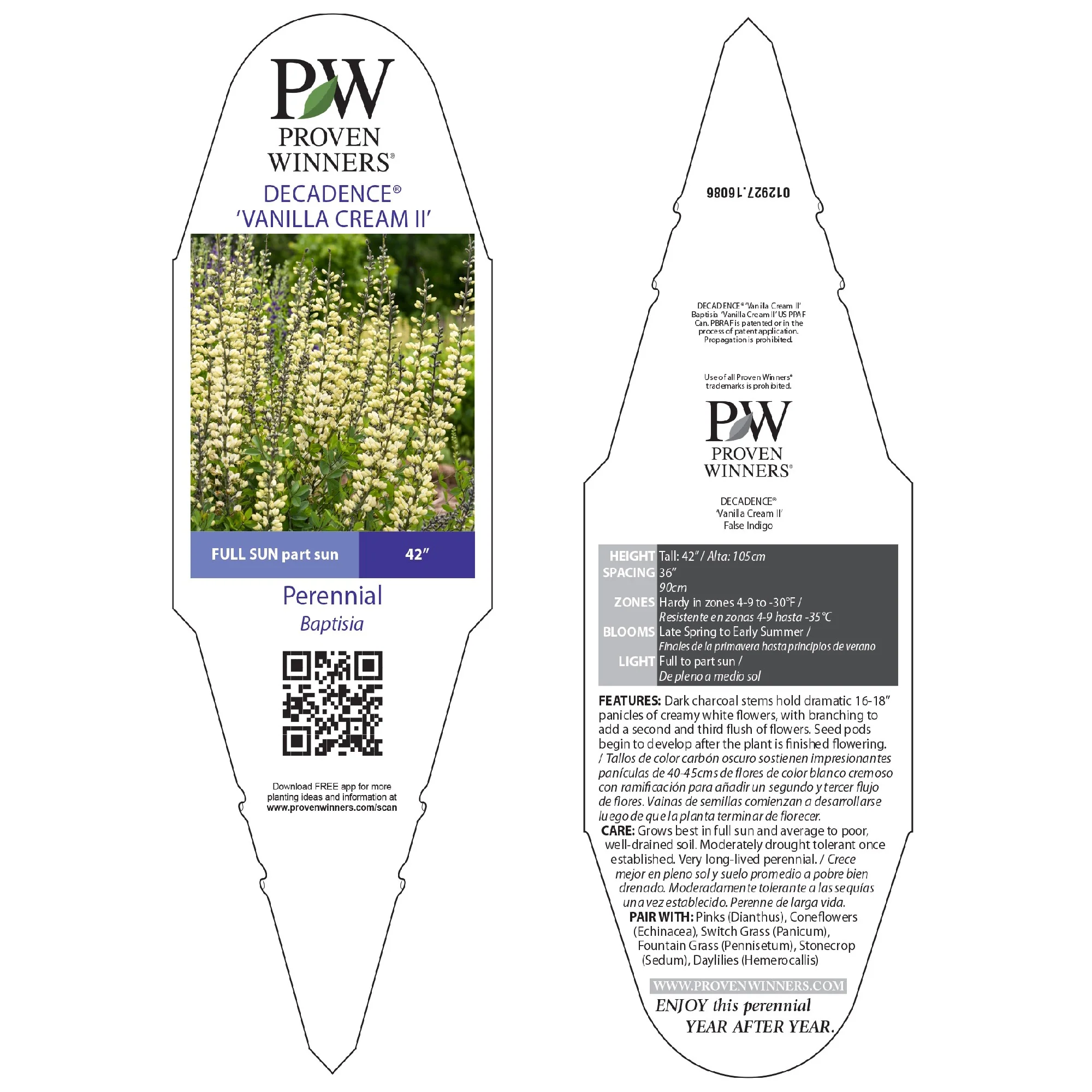 Decadence® 'Vanilla Cream II' False Indigo (Baptisia hybrid) - Image 6