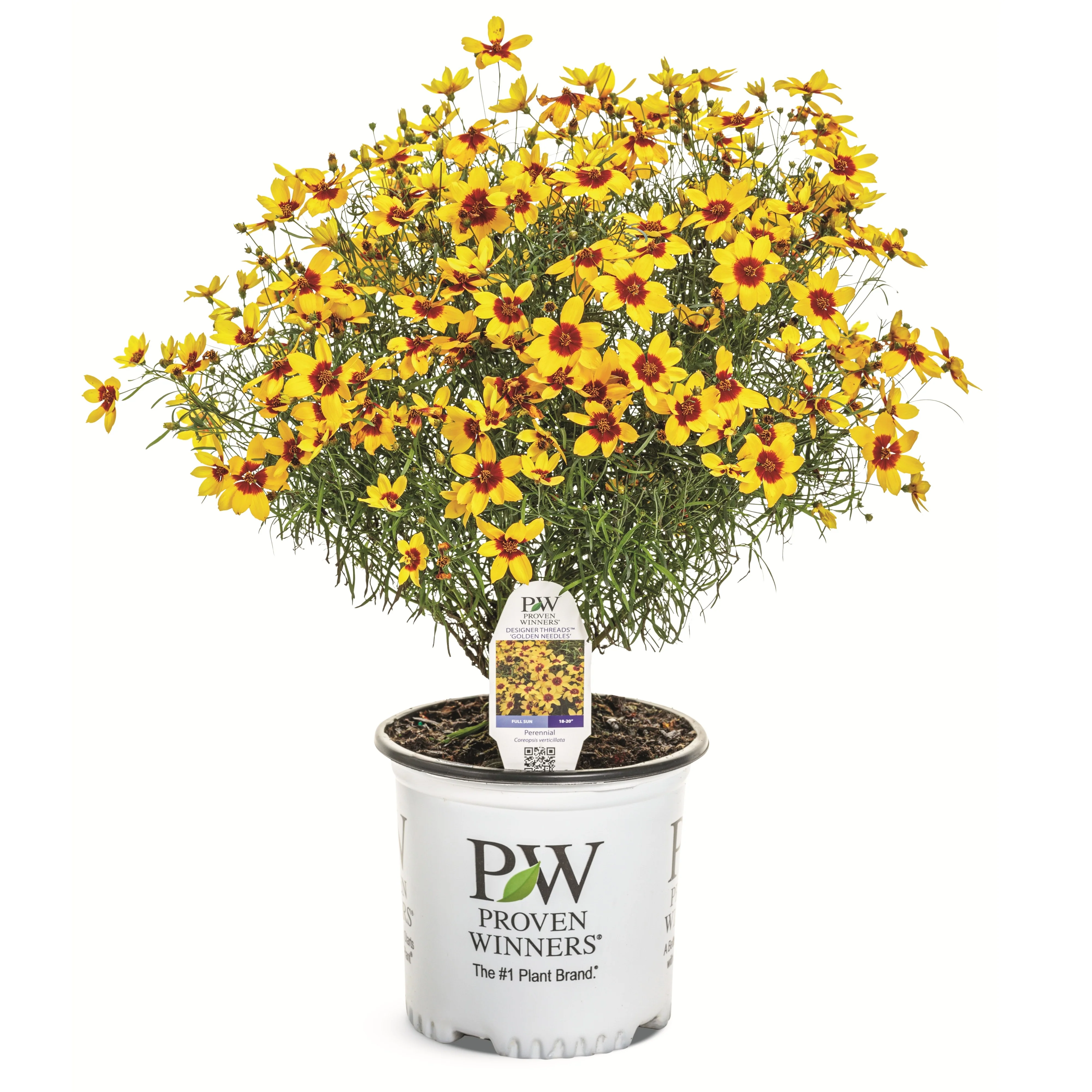 Designer Threads™ 'Golden Needles' Threadleaf Coreopsis (Coreopsis verticillata) - Image 2