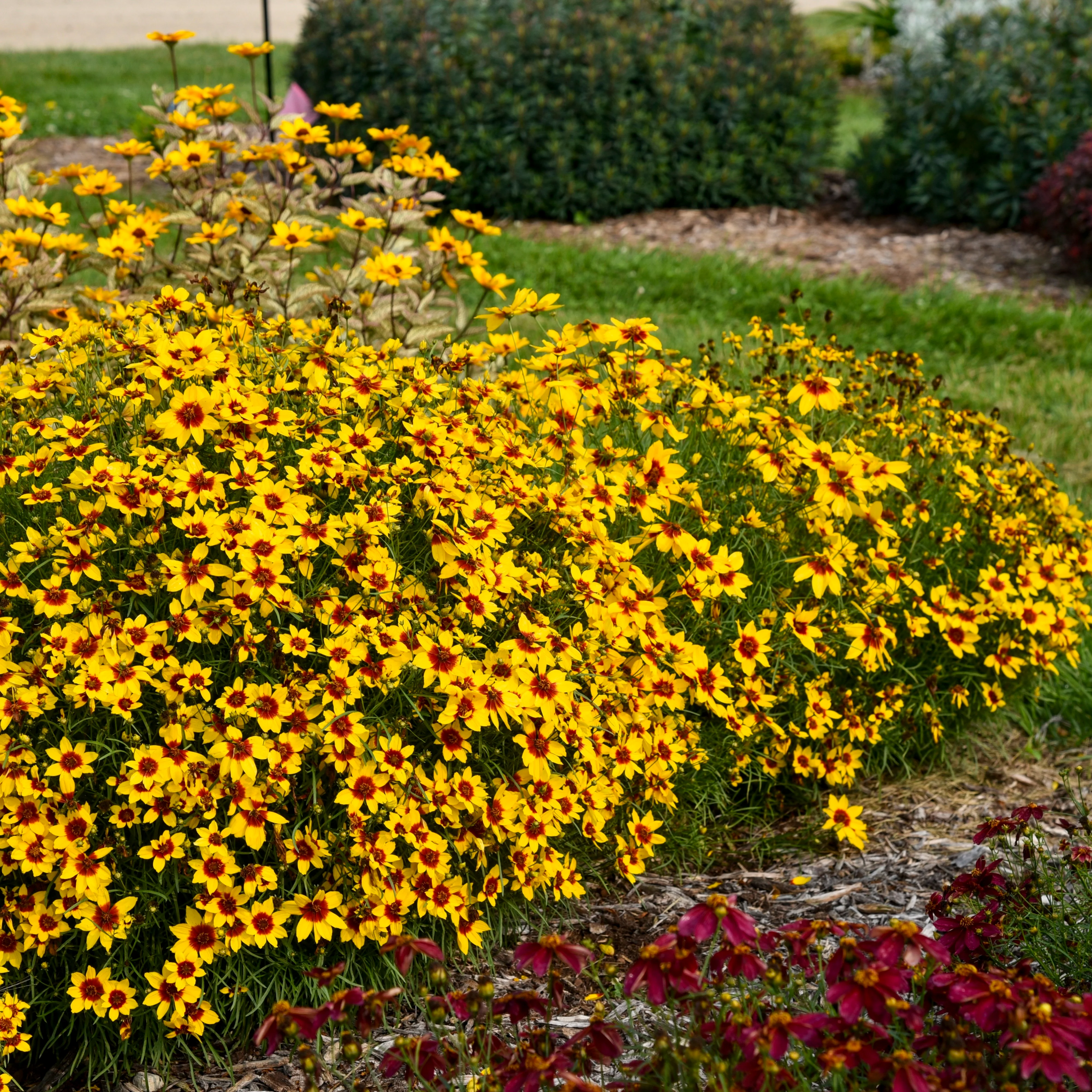 Designer Threads™ 'Golden Needles' Threadleaf Coreopsis (Coreopsis verticillata) - Image 4