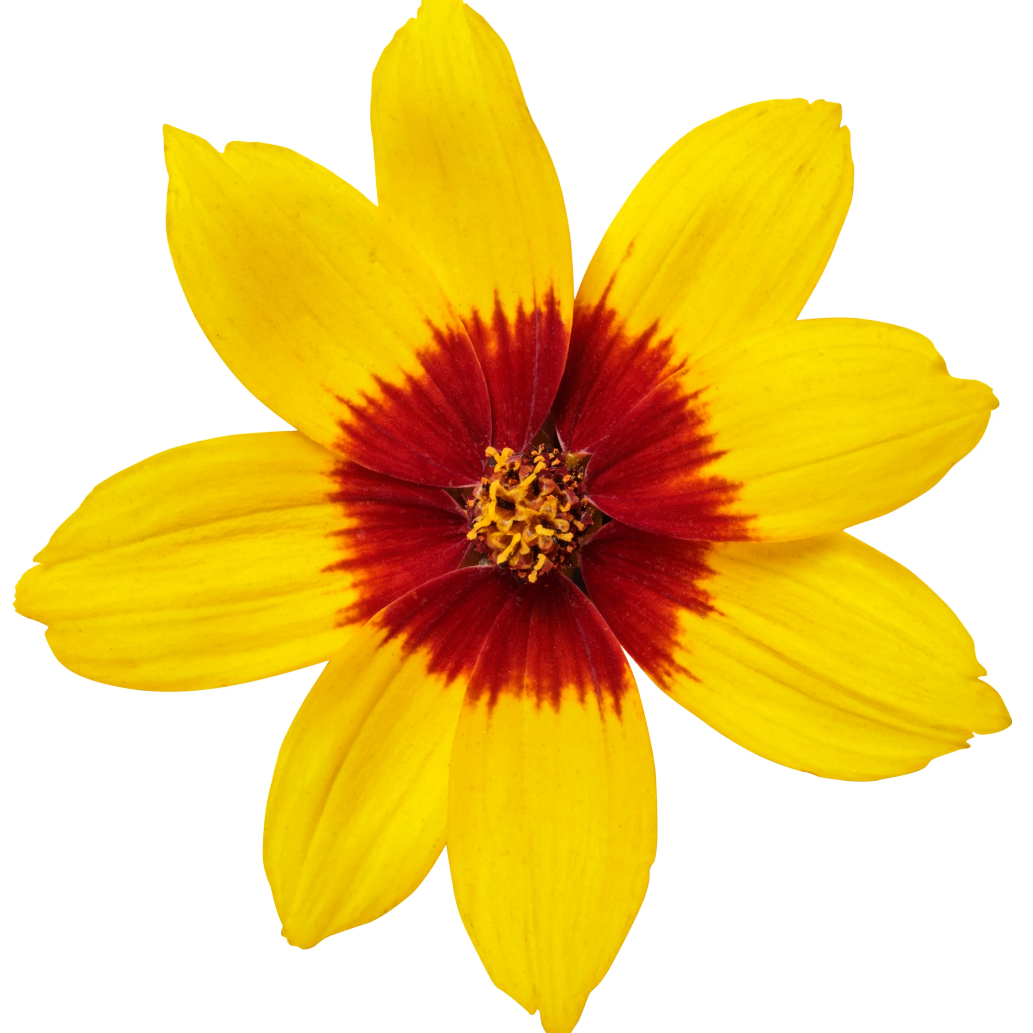 Designer Threads™ 'Golden Needles' Threadleaf Coreopsis (Coreopsis verticillata) - Image 5