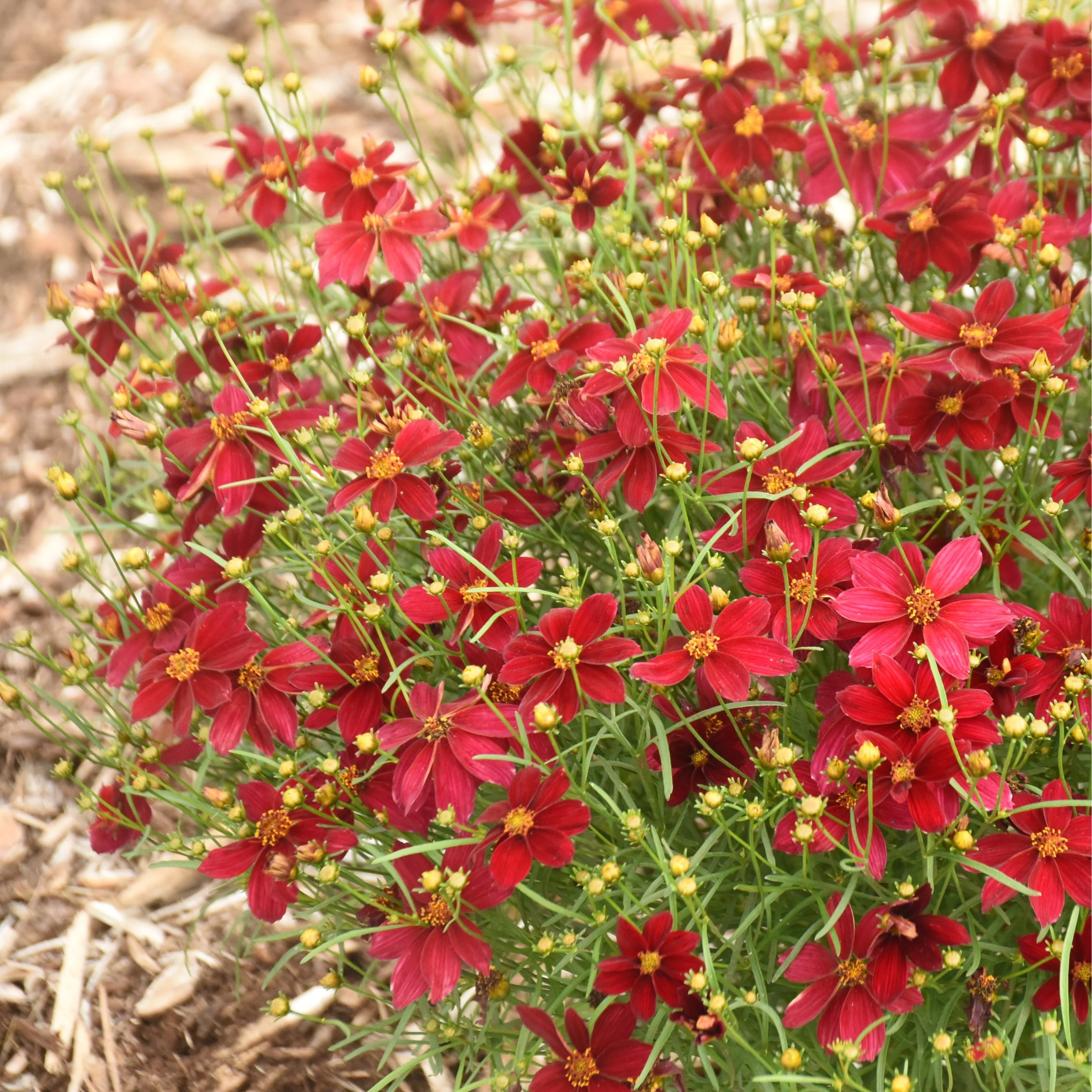 Designer Threads™ 'Scarlet Ribbons' Threadleaf Coreopsis (Coreopsis verticillata) - Image 4