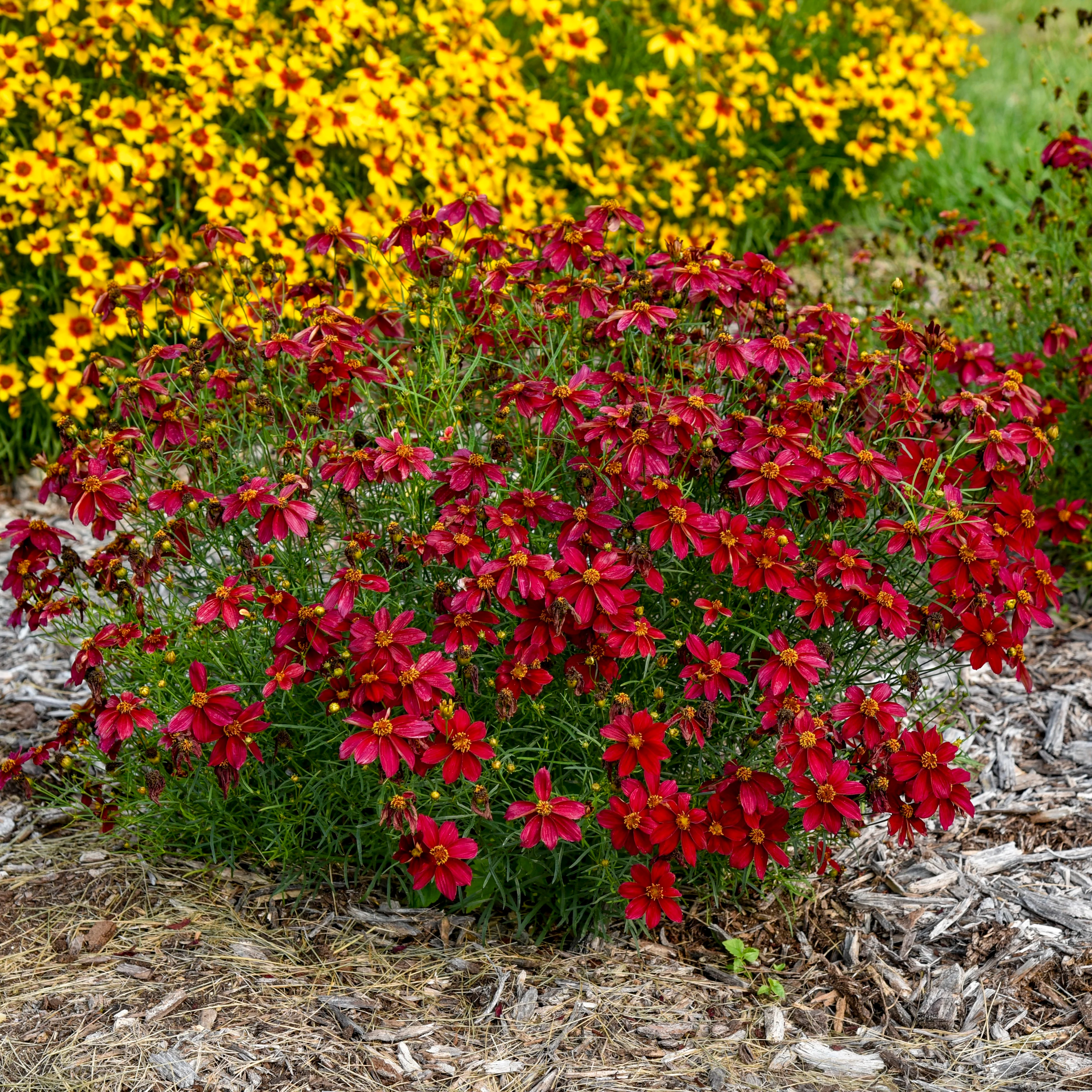 Designer Threads™ 'Scarlet Ribbons' Threadleaf Coreopsis (Coreopsis verticillata) - Image 5