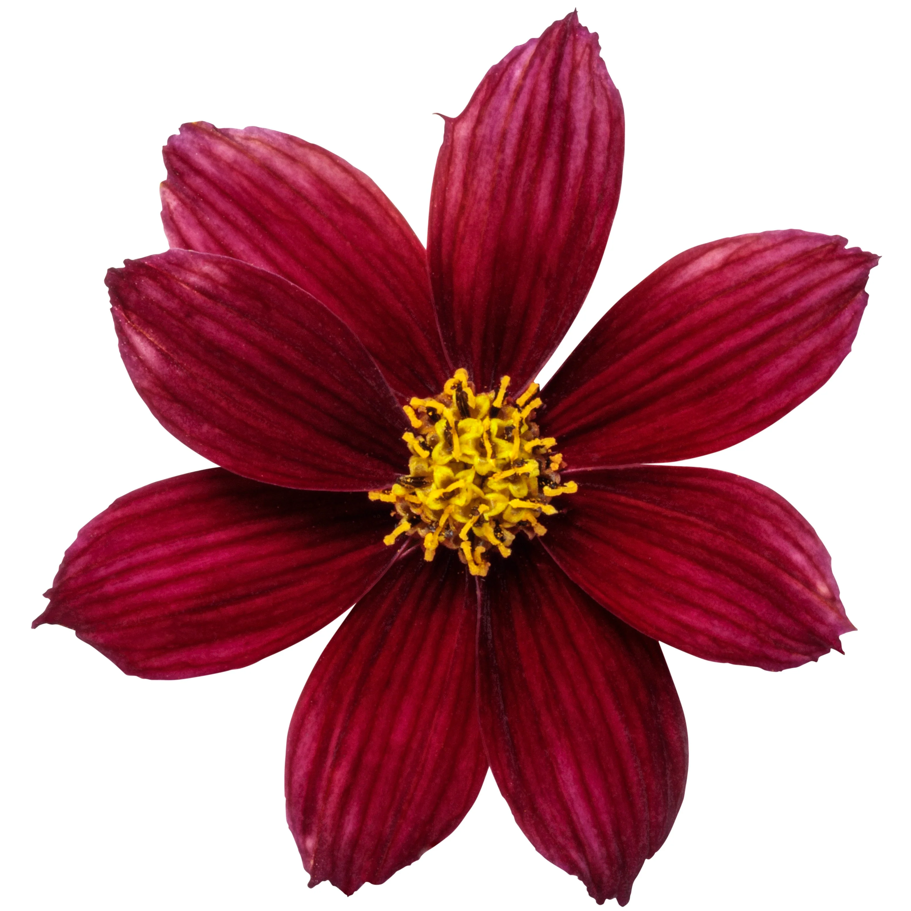 Designer Threads™ 'Scarlet Ribbons' Threadleaf Coreopsis (Coreopsis verticillata) - Image 6