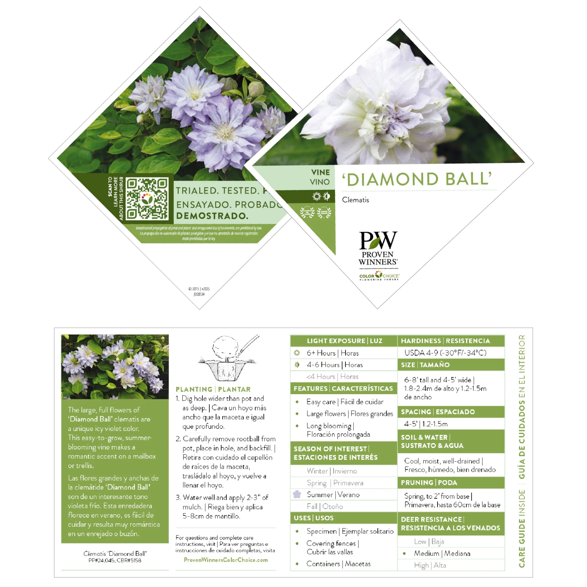 'Diamond Ball' Clematis - Image 8