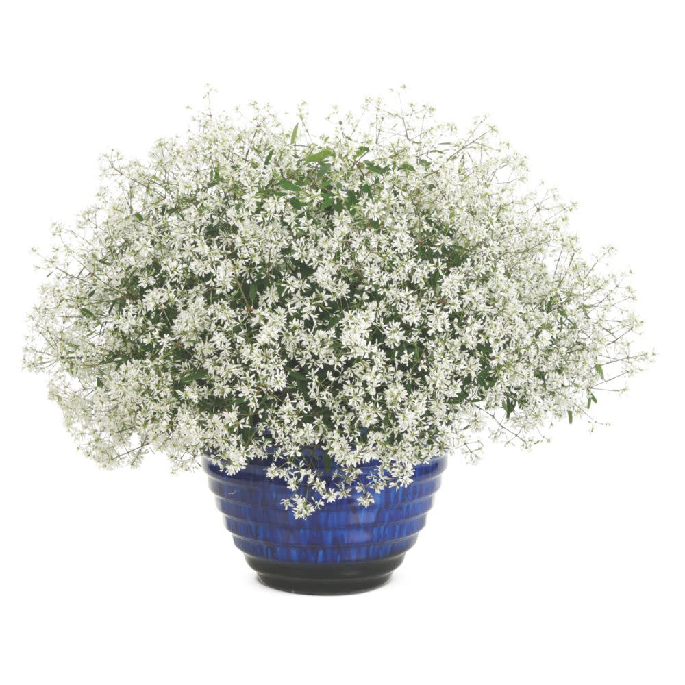Diamond Snow® Euphorbia - Image 4