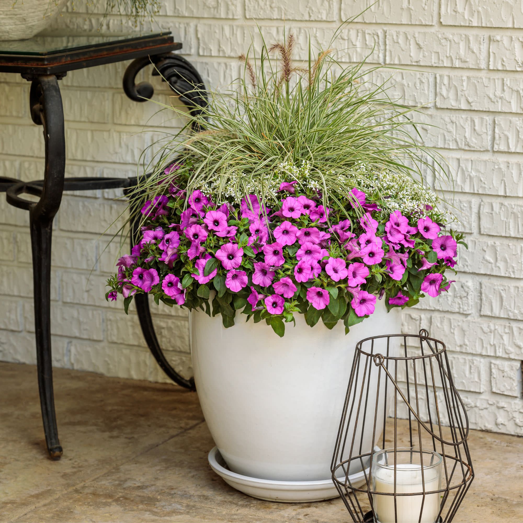 Diamond Snow® Euphorbia - Image 8