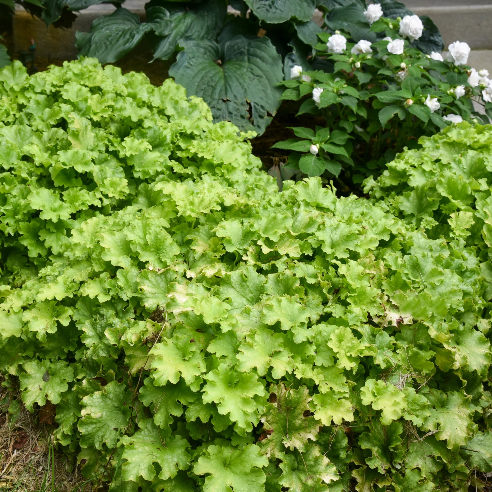 Dolce® 'Apple Twist' Coral Bells (Heuchera) - Image 8