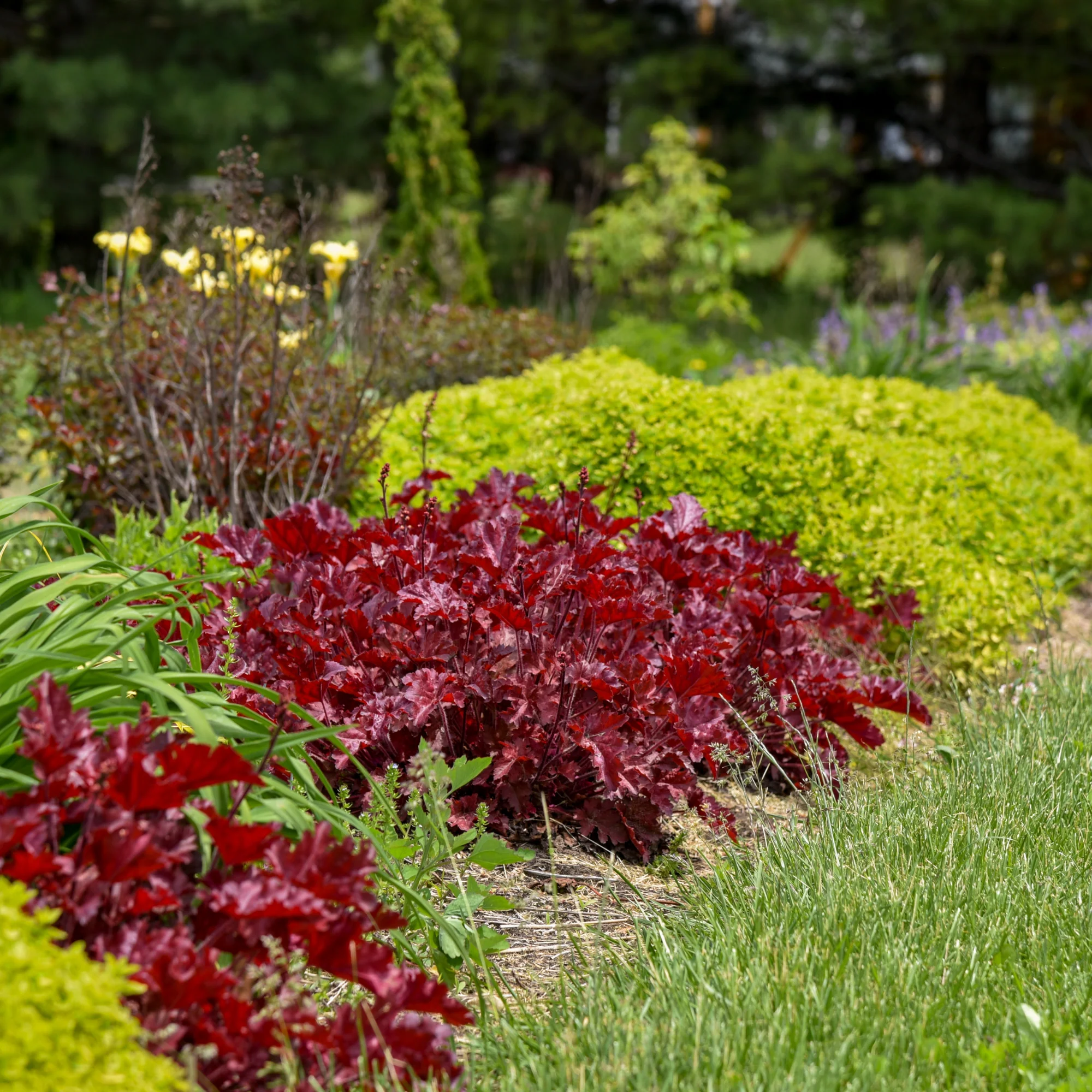 Dolce® 'Cherry Truffles' Coral Bells (Heuchera) - Image 4