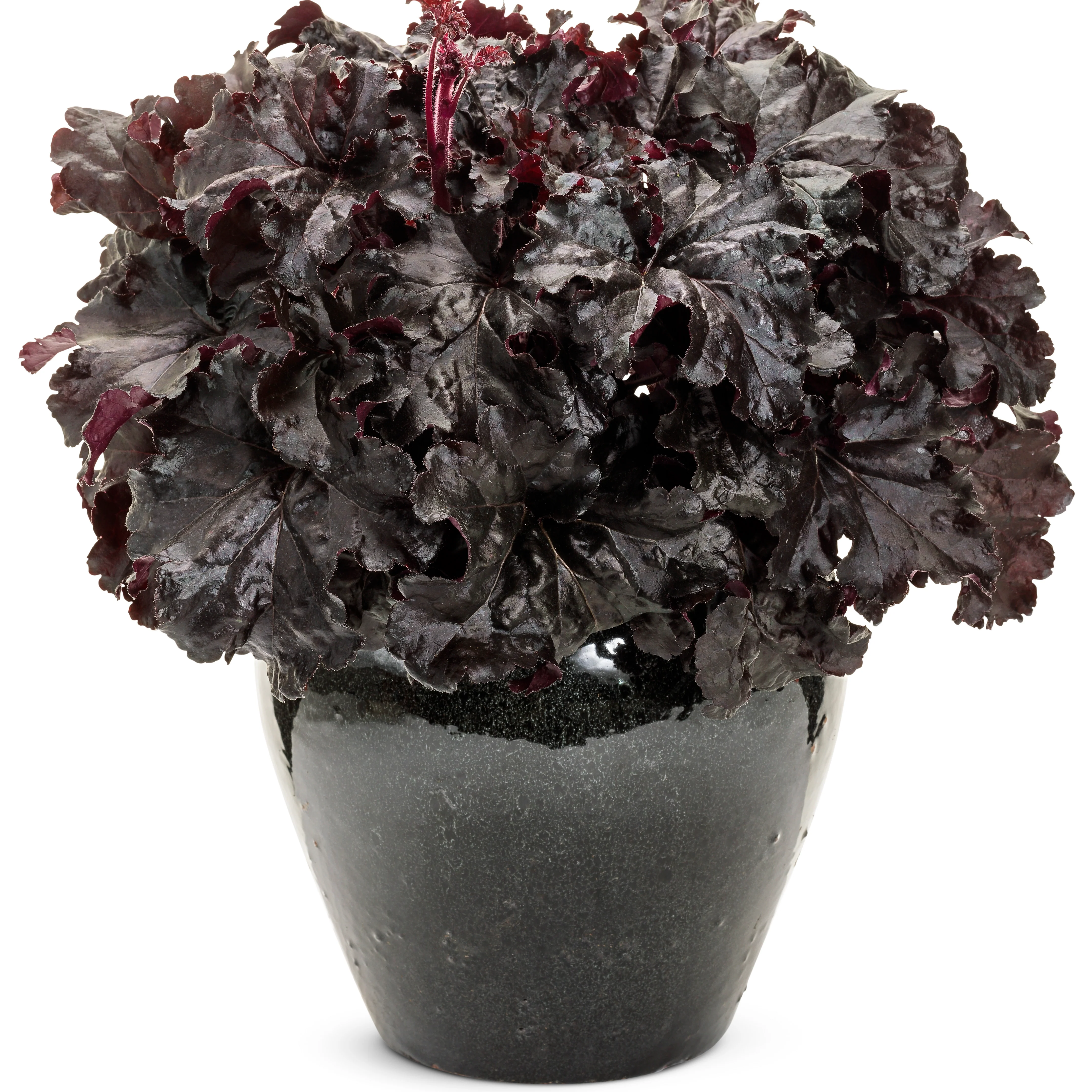 Dressed Up® 'Evening Gown' Coral Bells (Heuchera) - Image 4