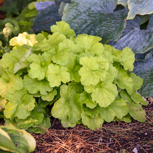 Primo® 'Pistachio Ambrosia' Coral Bells (Heuchera) - Image 4
