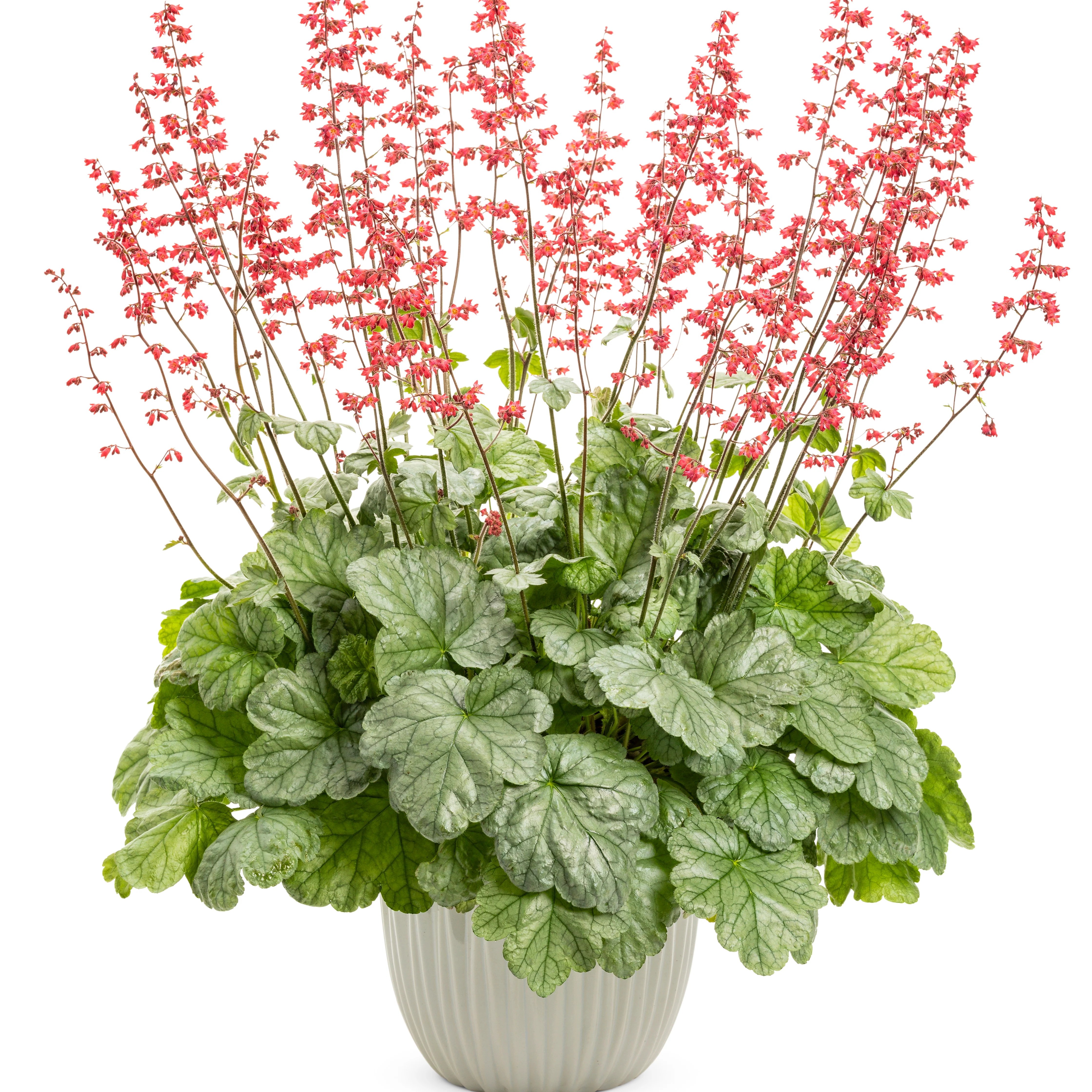 Dolce® 'Spearmint' Coral Bells (Heuchera) - Image 3