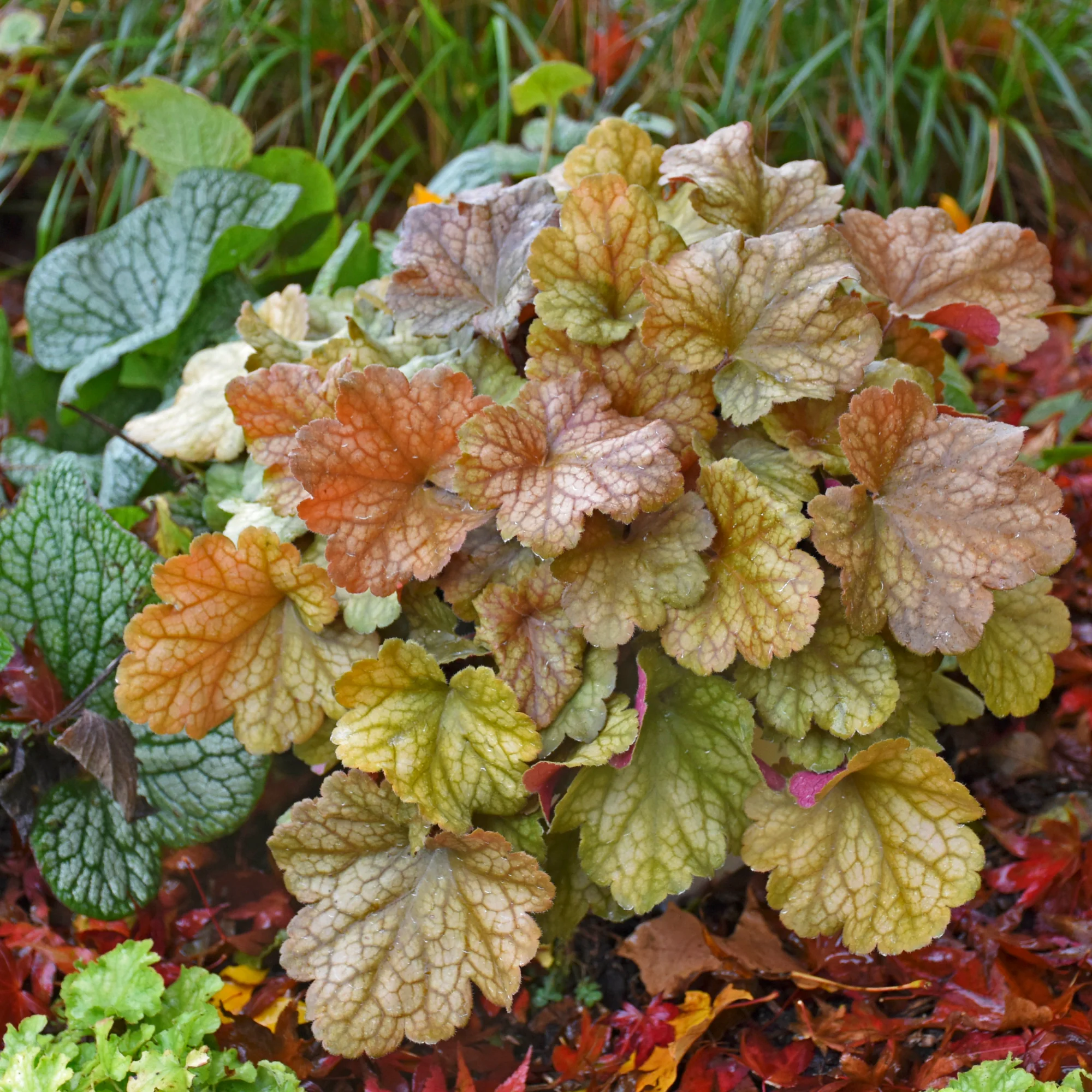 Dolce® 'Toffee Tart' Coral Bells (Heuchera) - Image 6