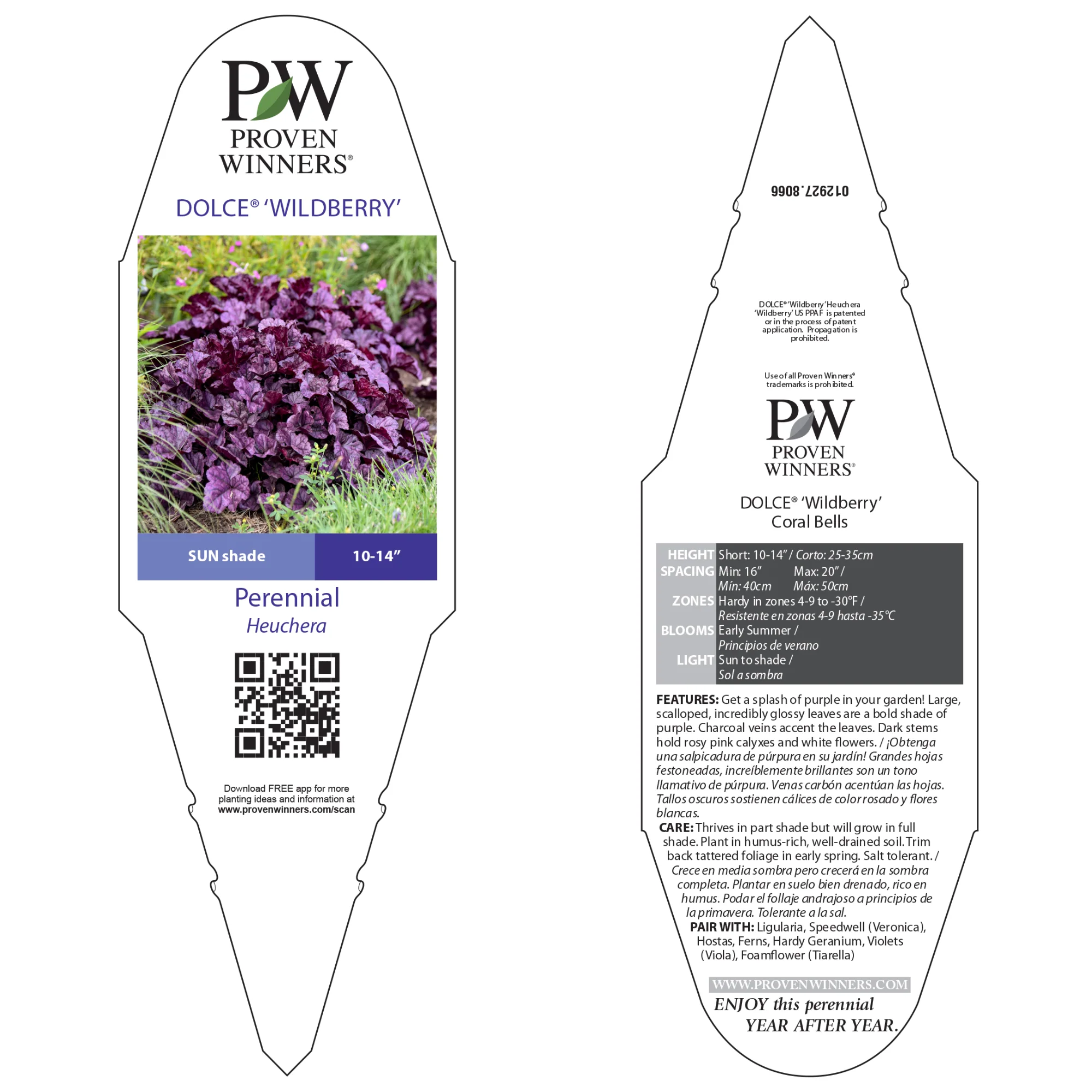 Dolce® 'Wildberry' Coral Bells (Heuchera) - Image 9