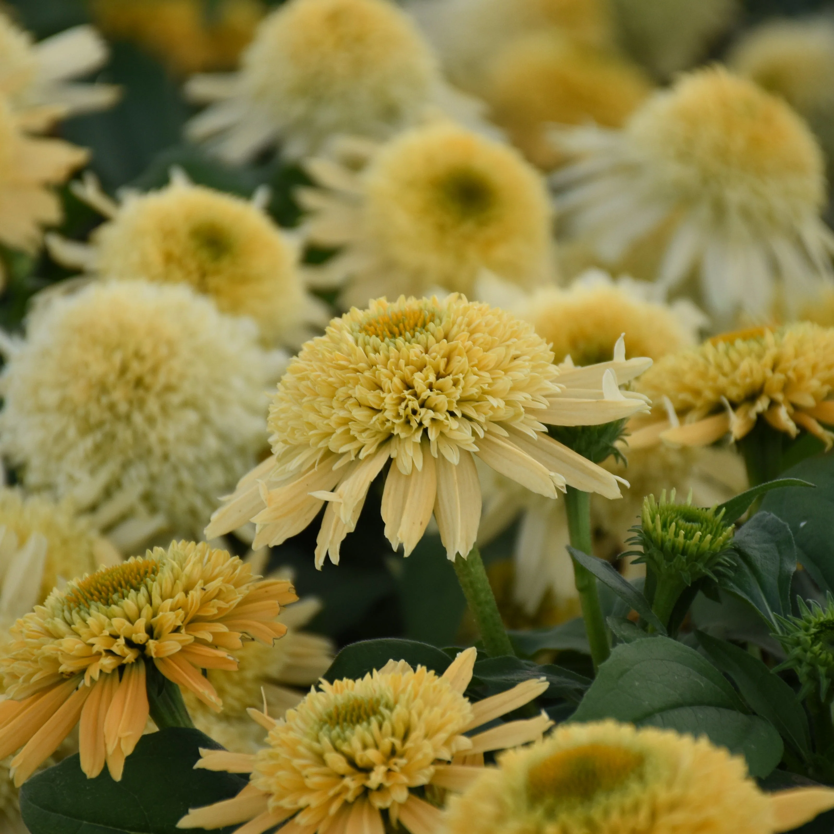 Double Coded® 'Butter Pecan' Coneflower (Echinacea hybrid) - Image 2