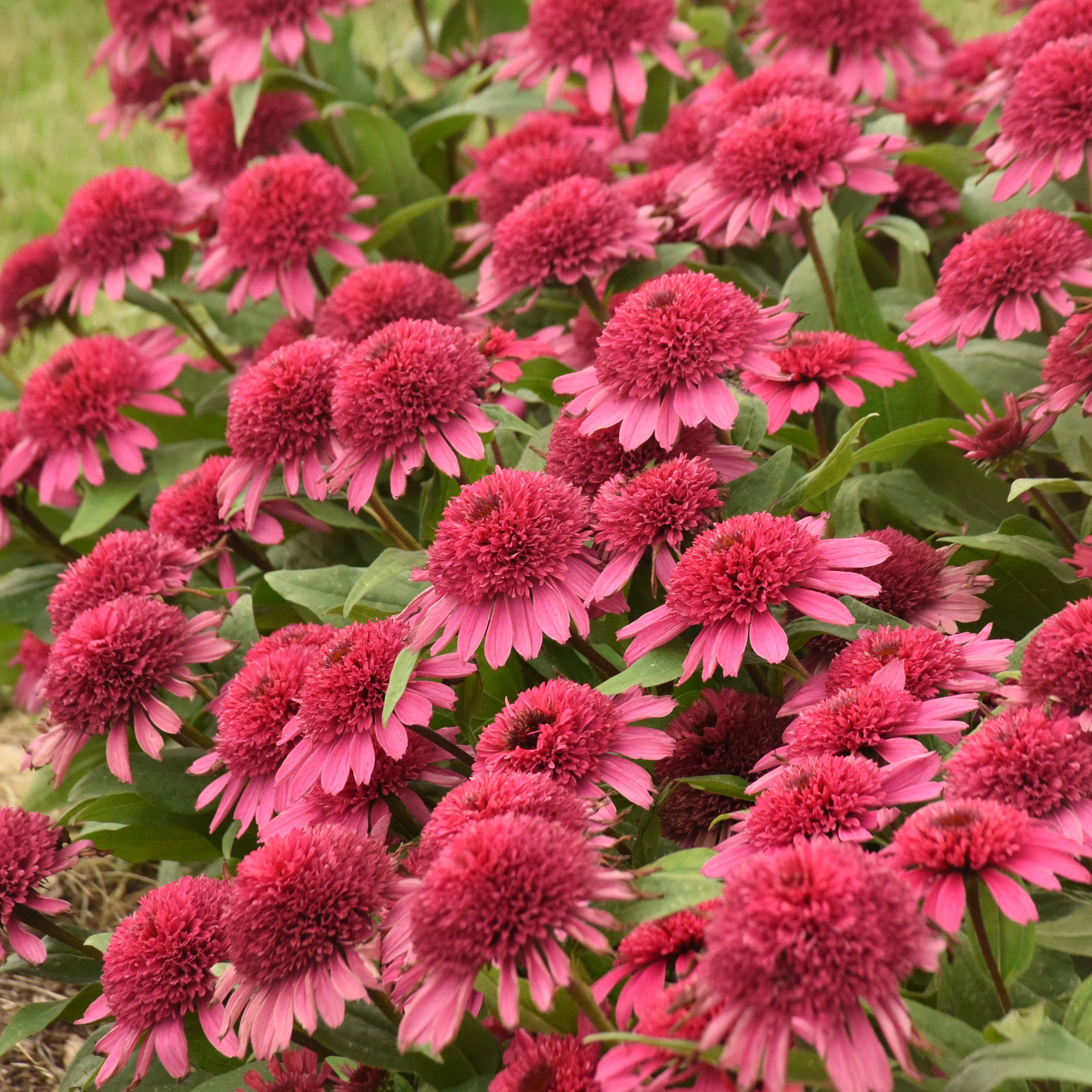 Double Coded® 'Raspberry Beret' Coneflower (Echinacea hybrid)