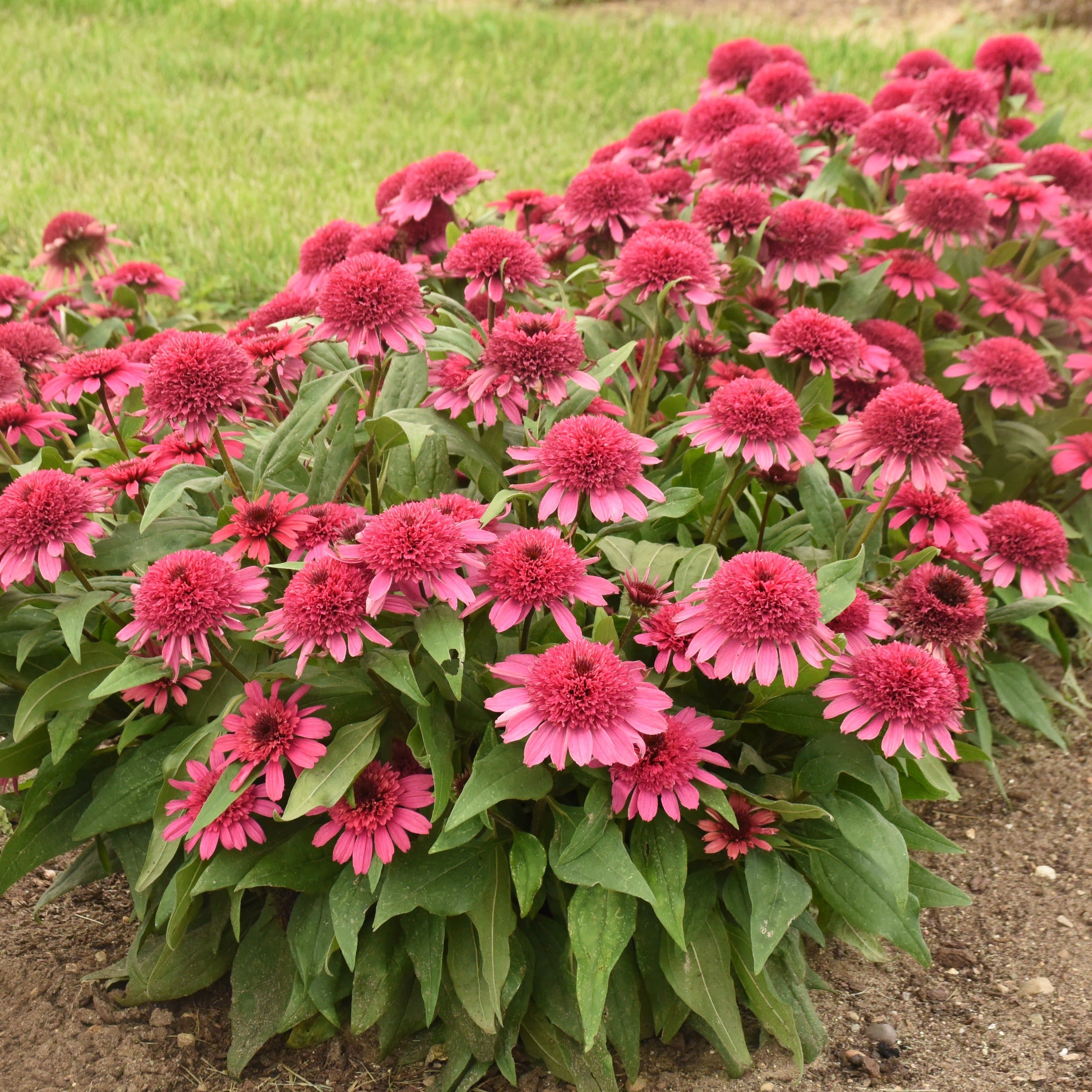 Double Coded® 'Raspberry Beret' Coneflower (Echinacea hybrid) - Image 5