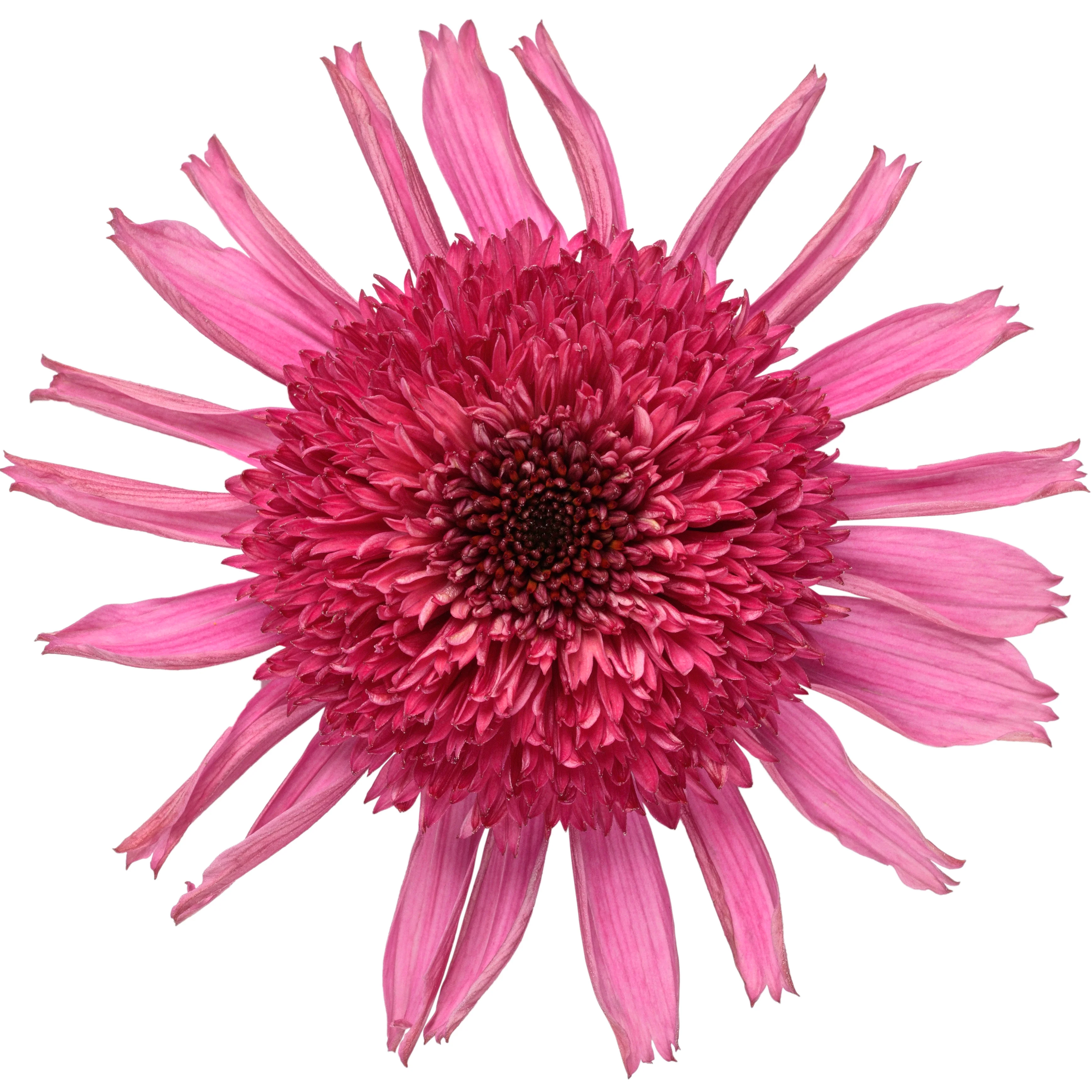 Double Coded® 'Raspberry Beret' Coneflower (Echinacea hybrid) - Image 7