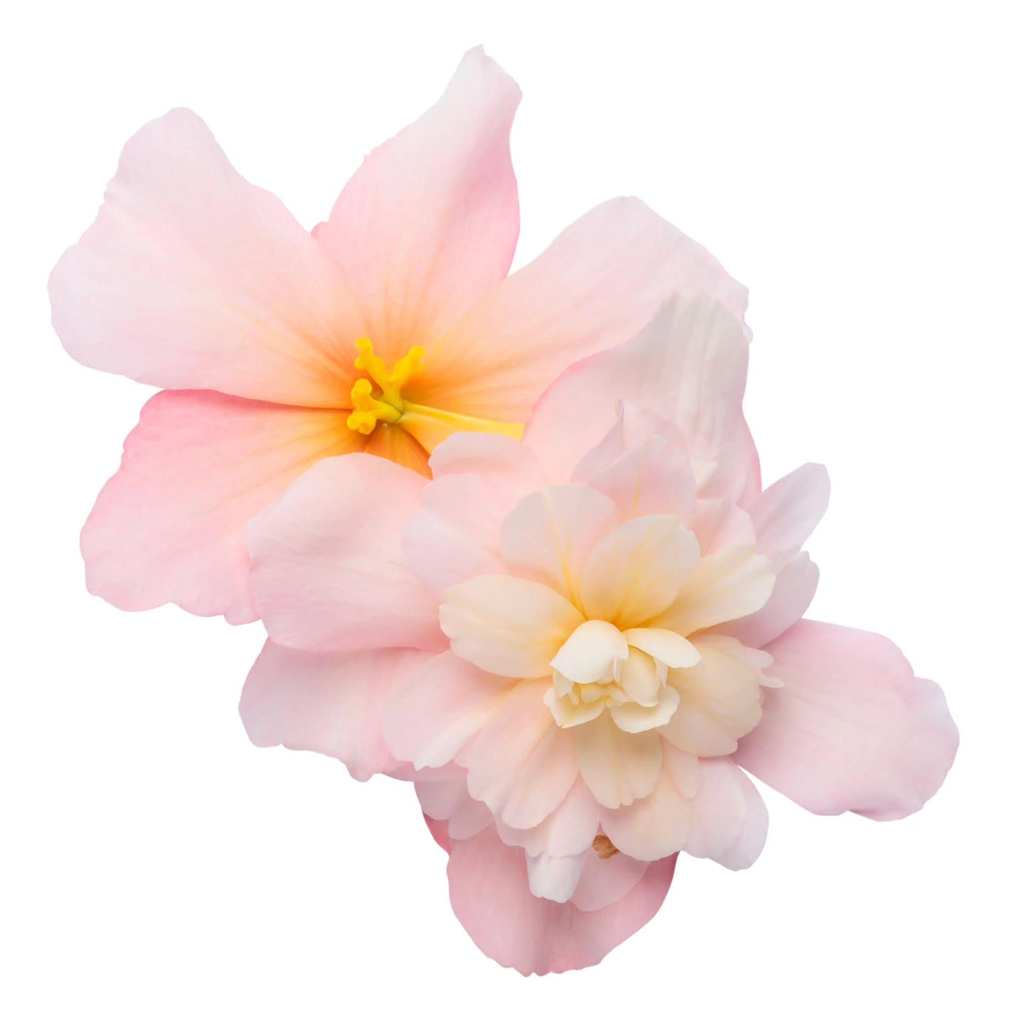 Double Delight® Appleblossom Begonia (tuberhybrida) - Image 10