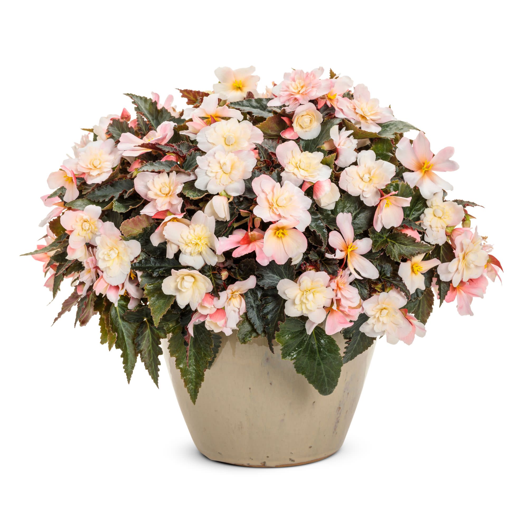 Double Delight® Appleblossom Begonia (tuberhybrida) - Image 4