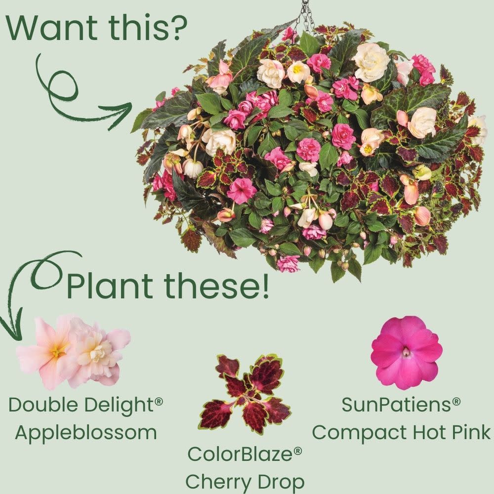 Double Delight® Appleblossom Begonia (tuberhybrida) - Image 5