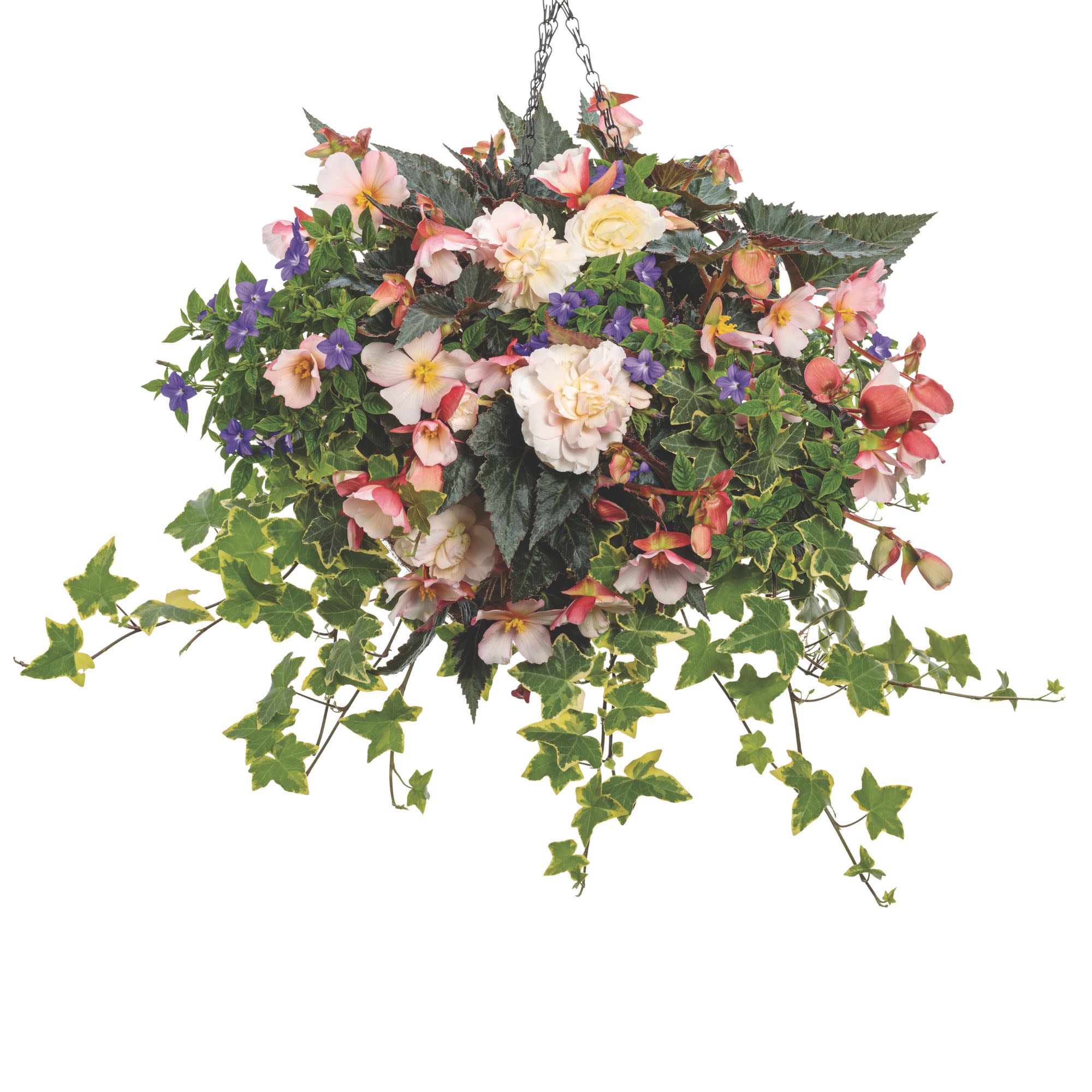 Double Delight® Appleblossom Begonia (tuberhybrida) - Image 7