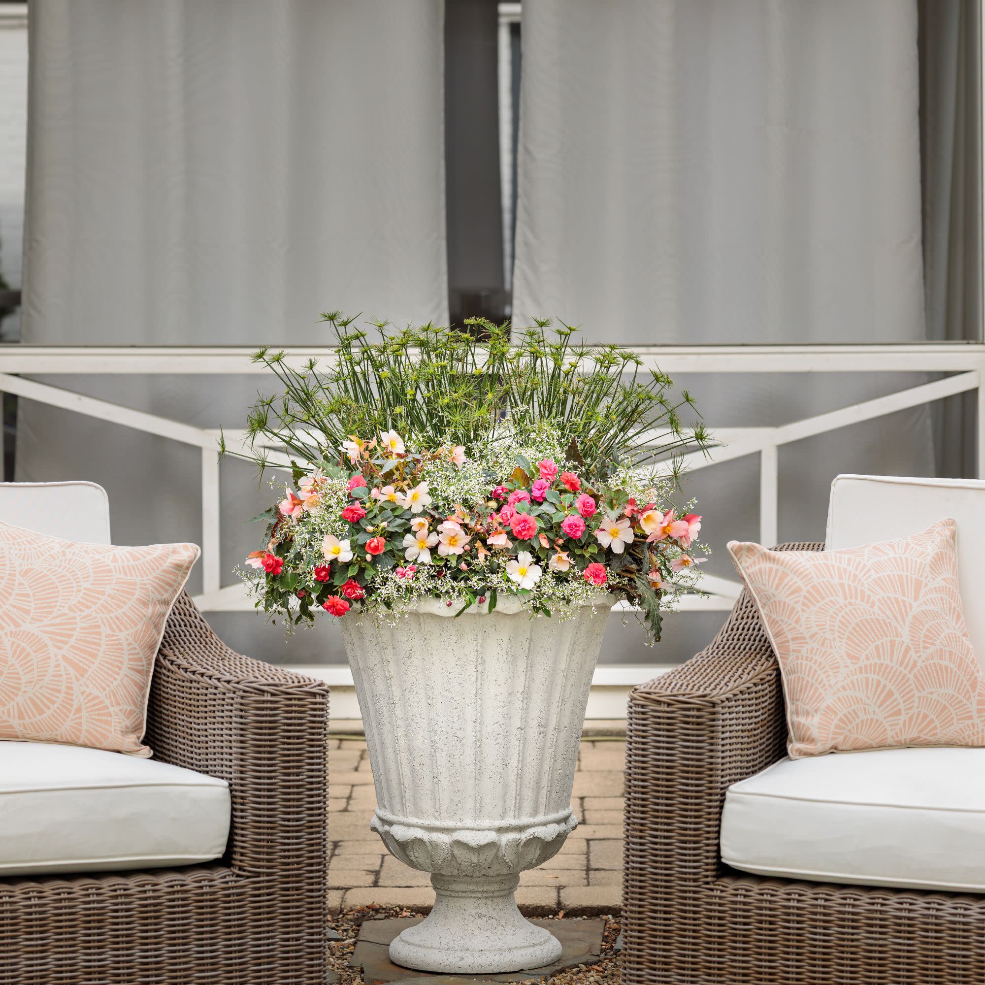 Double Delight® Appleblossom Begonia (tuberhybrida) - Image 8