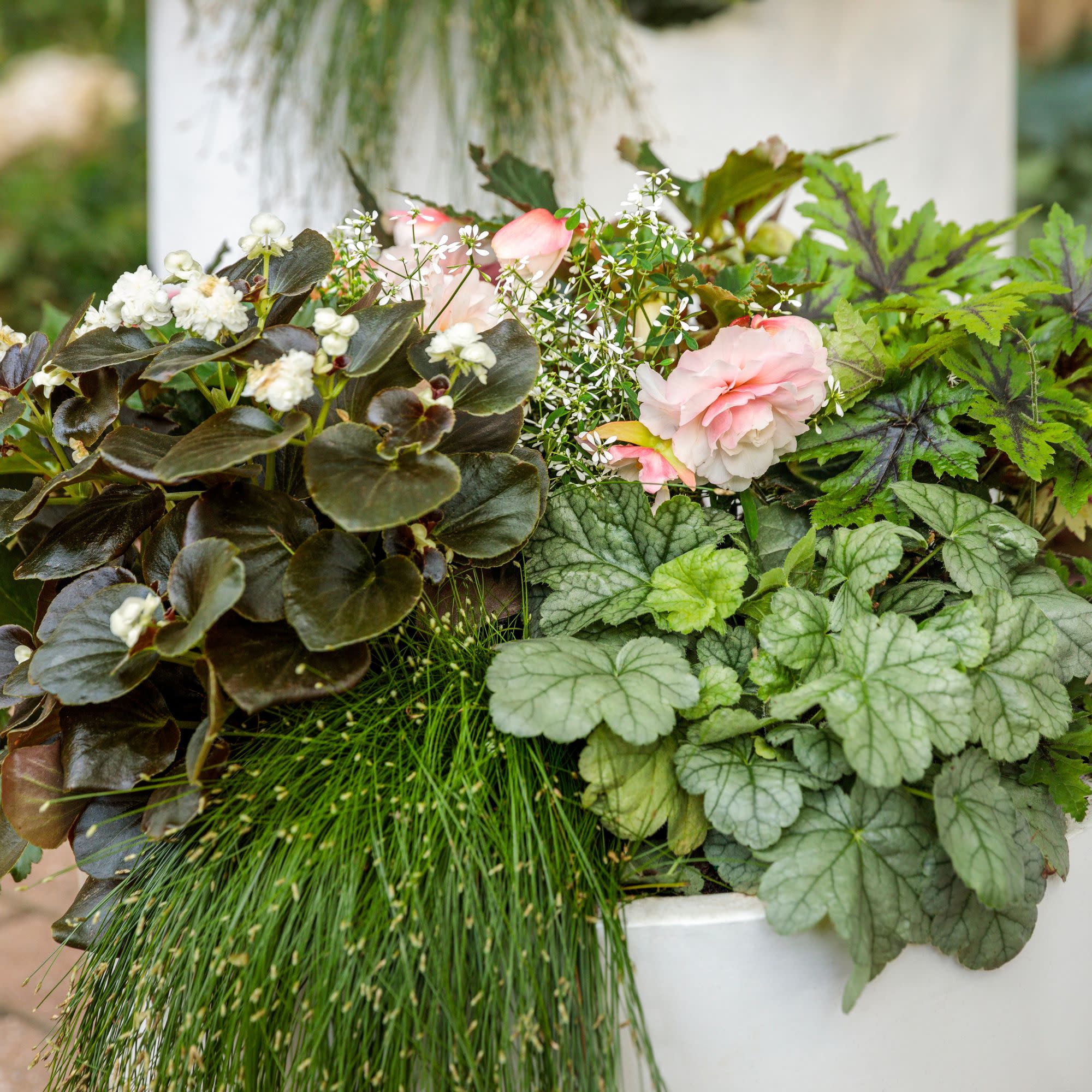 Double Delight® Appleblossom Begonia (tuberhybrida) - Image 9