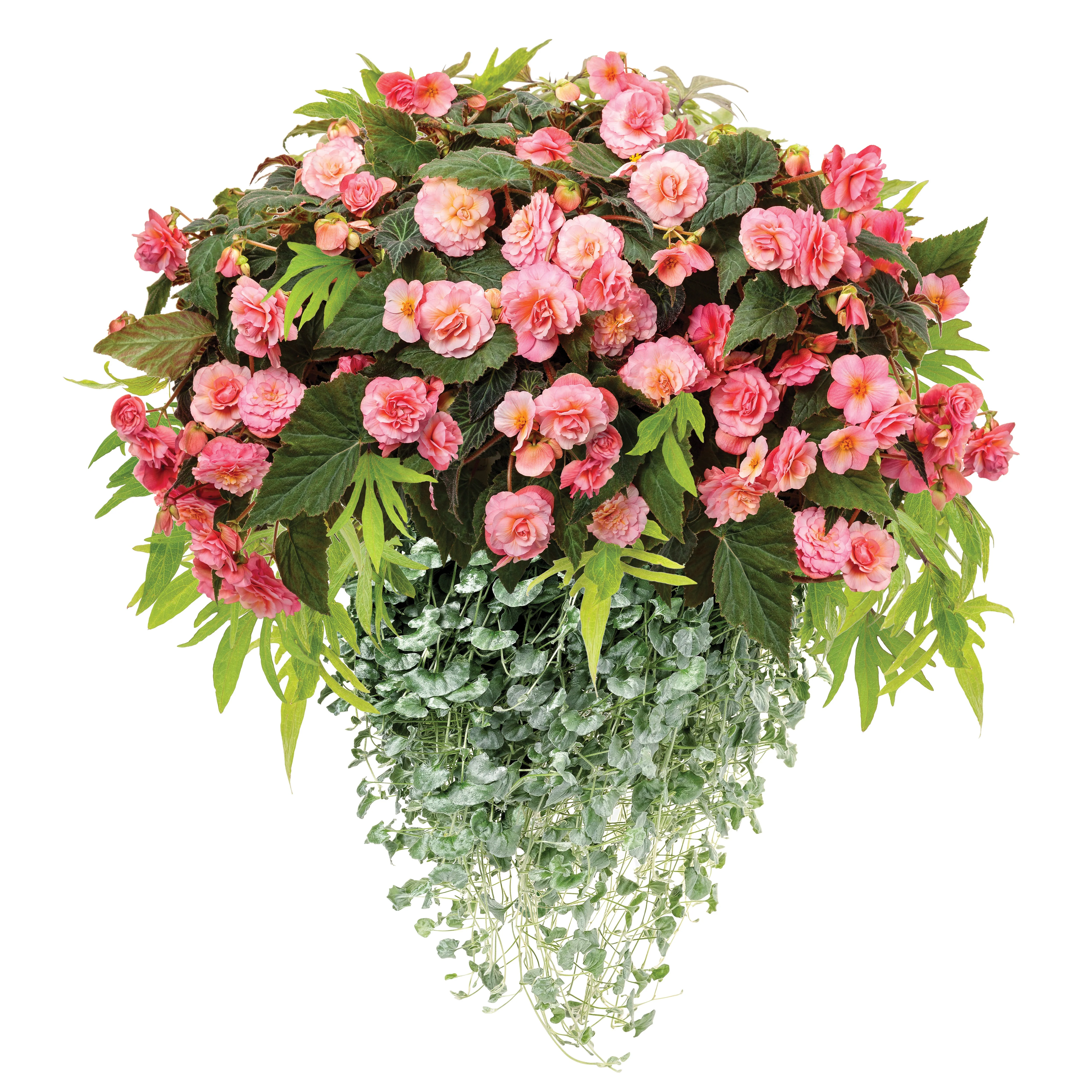 Double Delight® Blush Rose Begonia (tuberhybrida) - Image 10