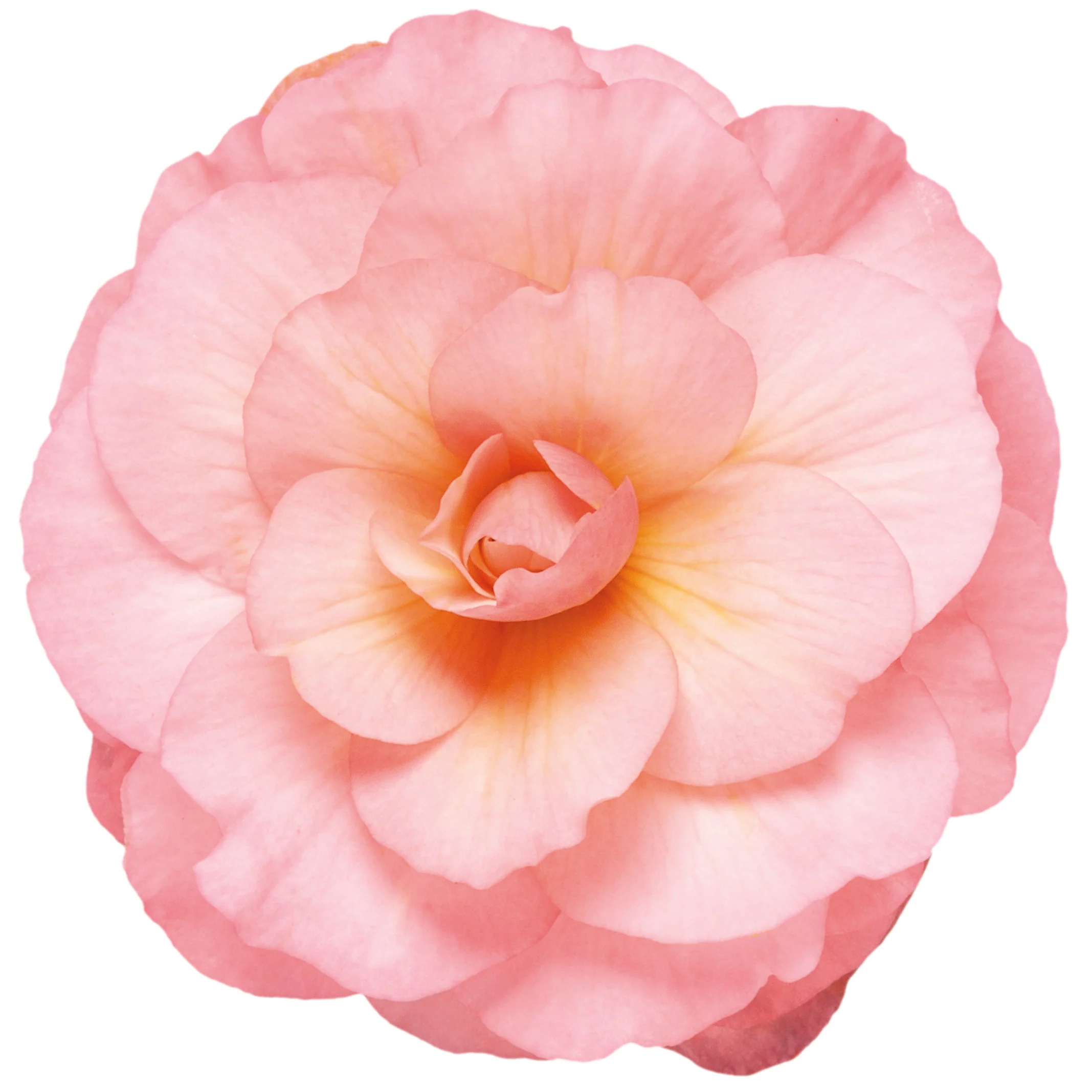 Double Delight® Blush Rose Begonia (tuberhybrida) - Image 11