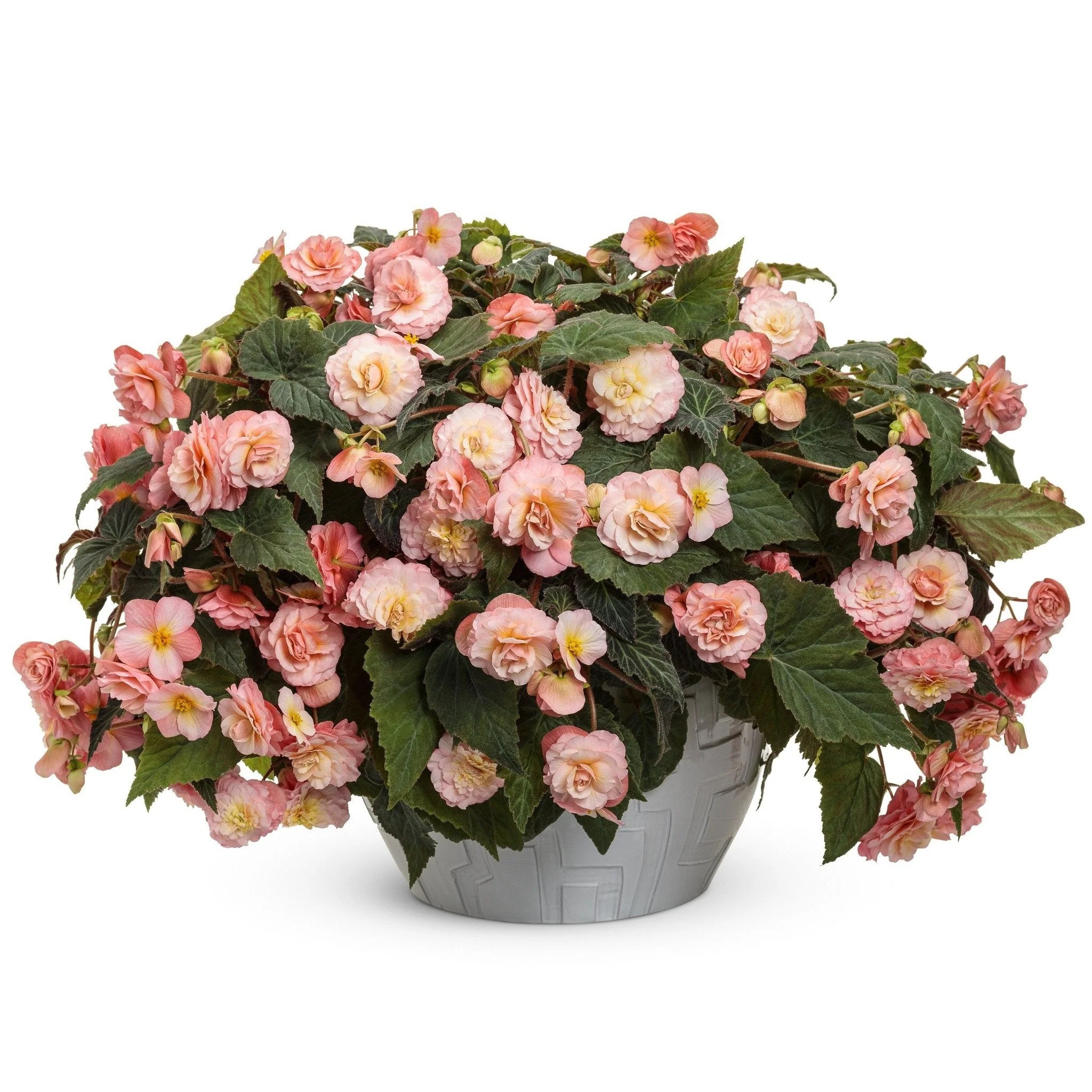 Double Delight® Blush Rose Begonia (tuberhybrida) - Image 4