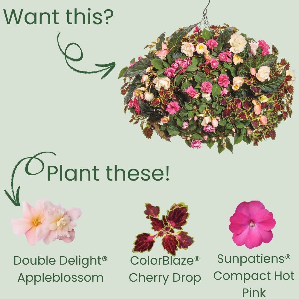 Double Delight® Blush Rose Begonia (tuberhybrida) - Image 5