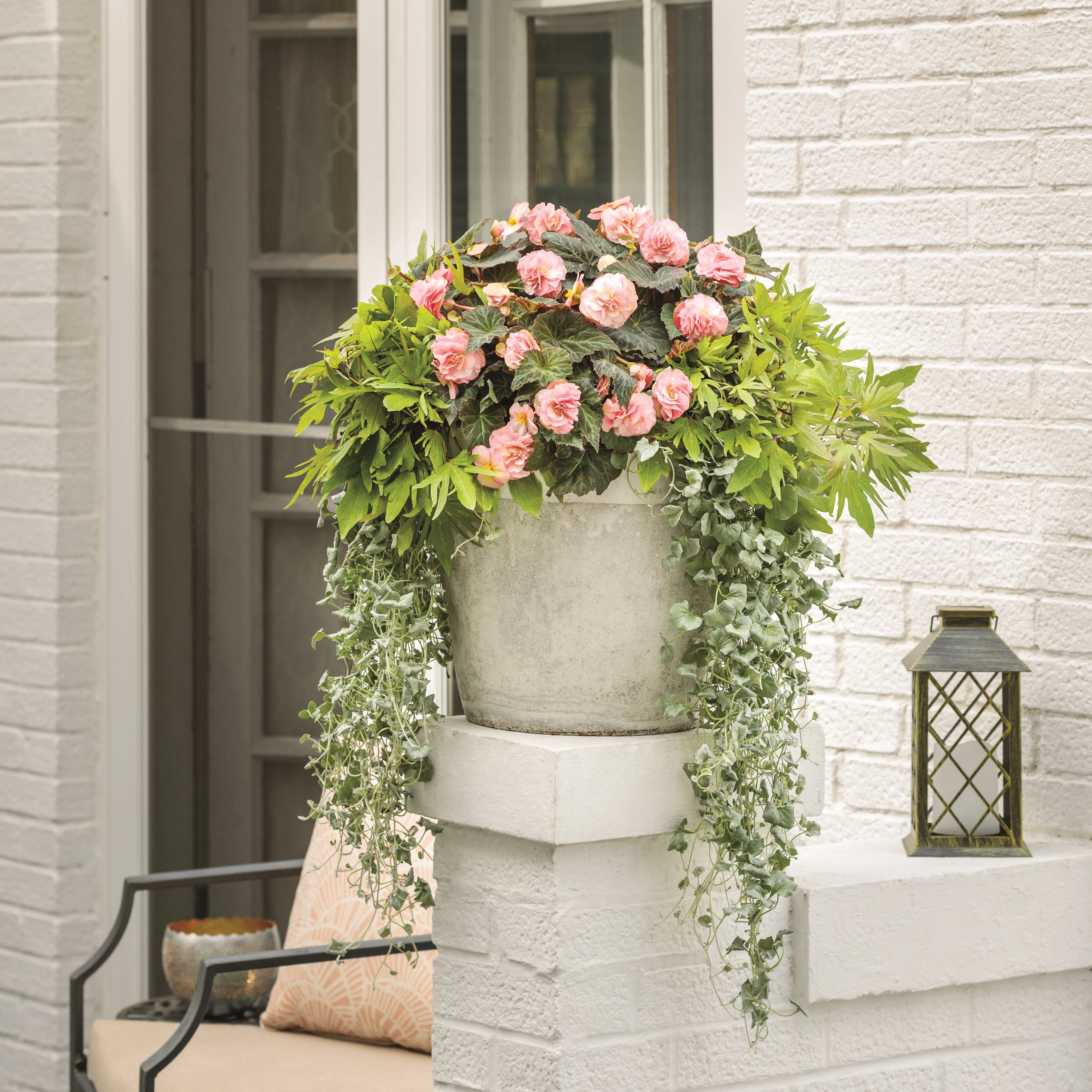 Double Delight® Blush Rose Begonia (tuberhybrida) - Image 6