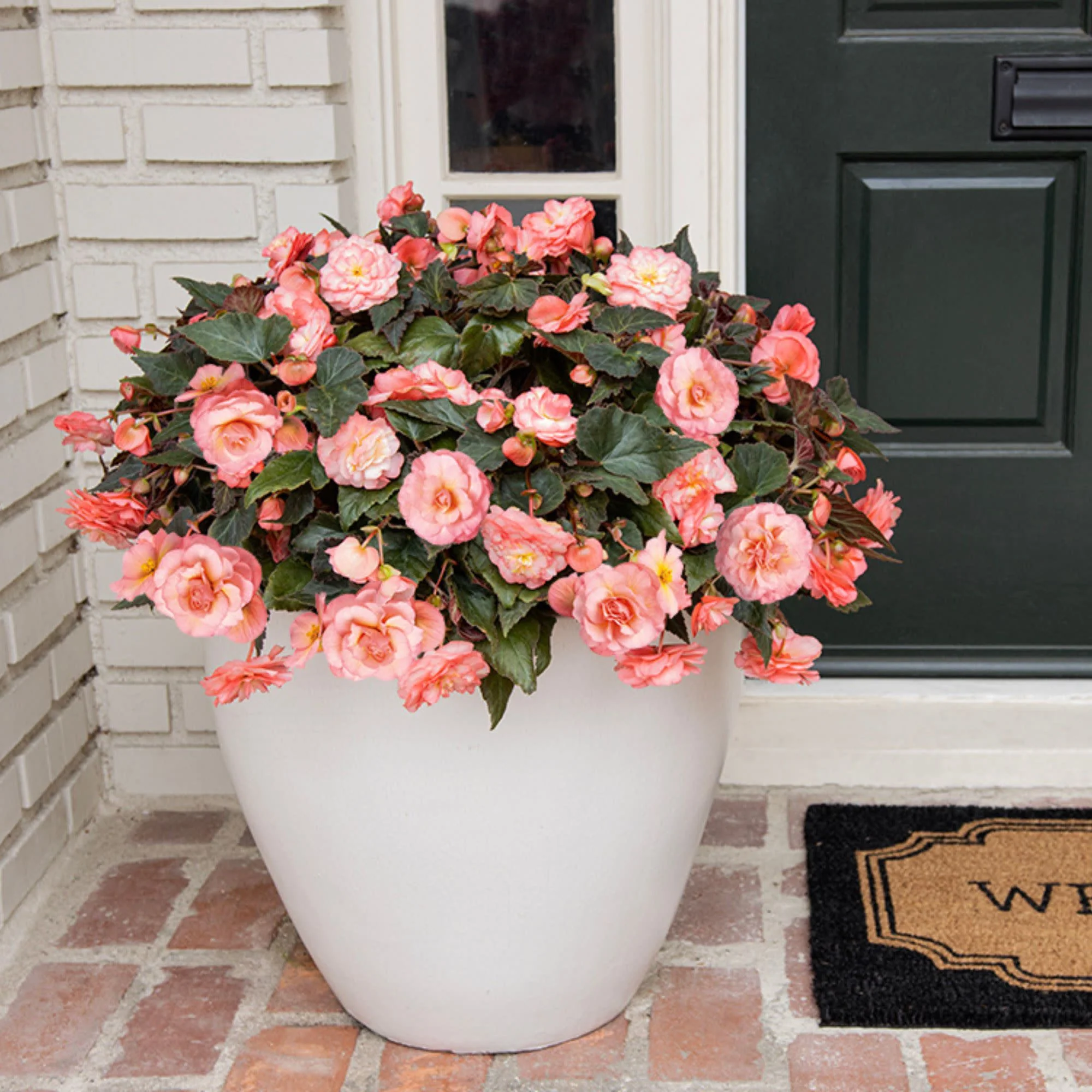 Double Delight® Blush Rose Begonia (tuberhybrida) - Image 7