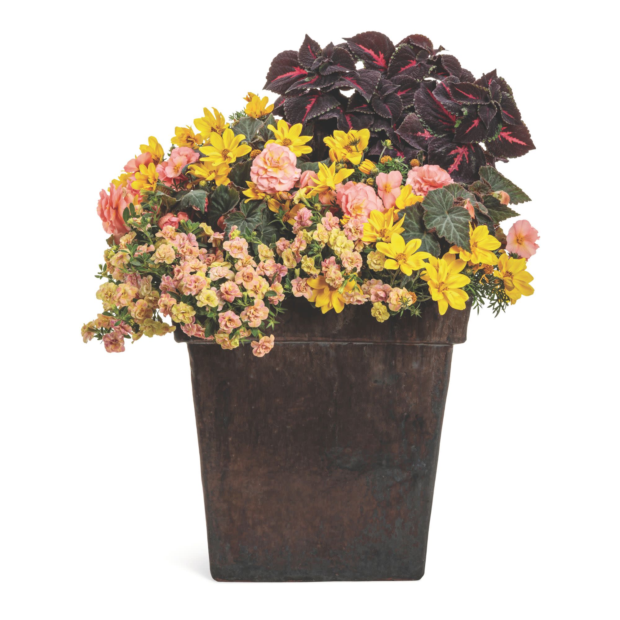 Double Delight® Blush Rose Begonia (tuberhybrida) - Image 8