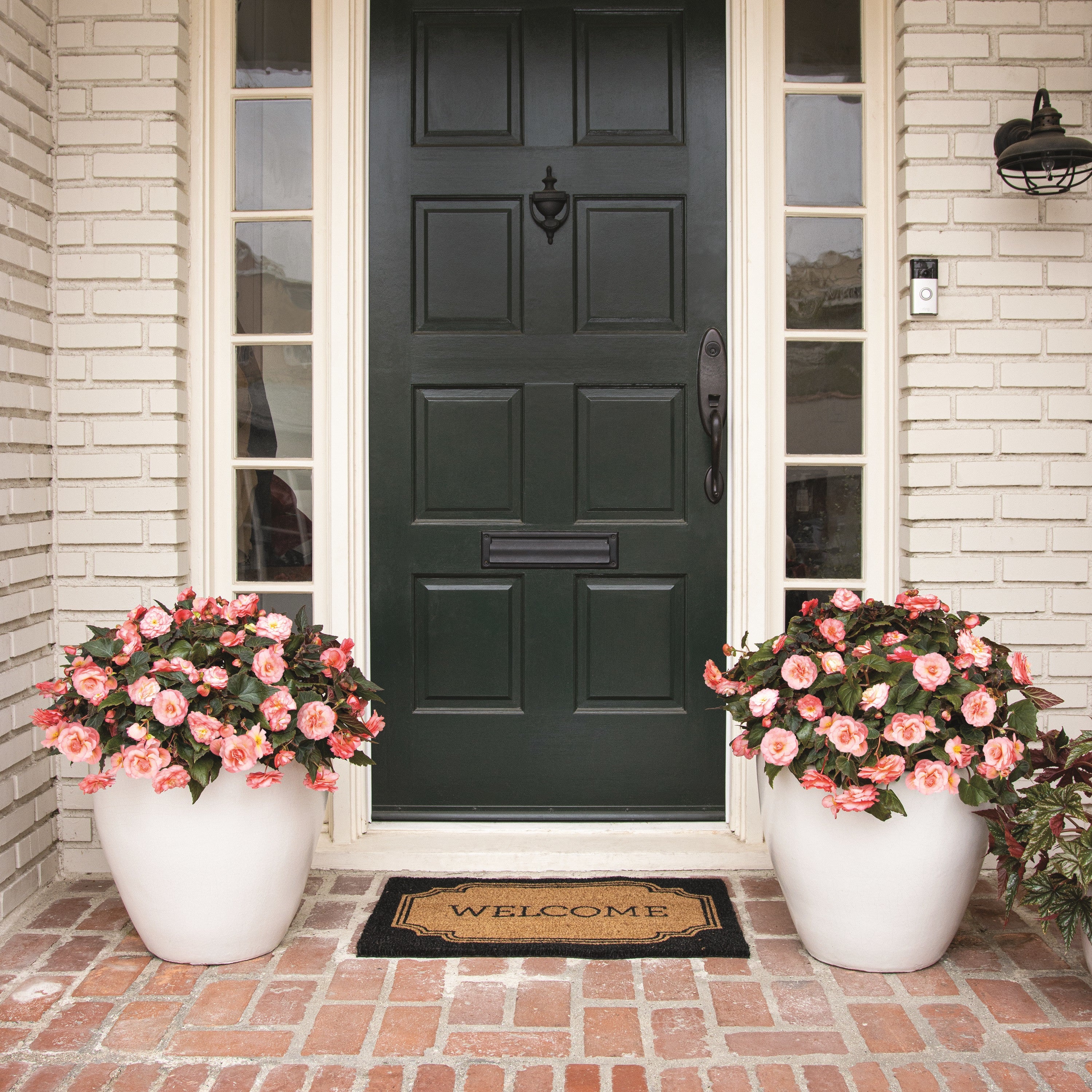 Double Delight® Blush Rose Begonia (tuberhybrida) - Image 9