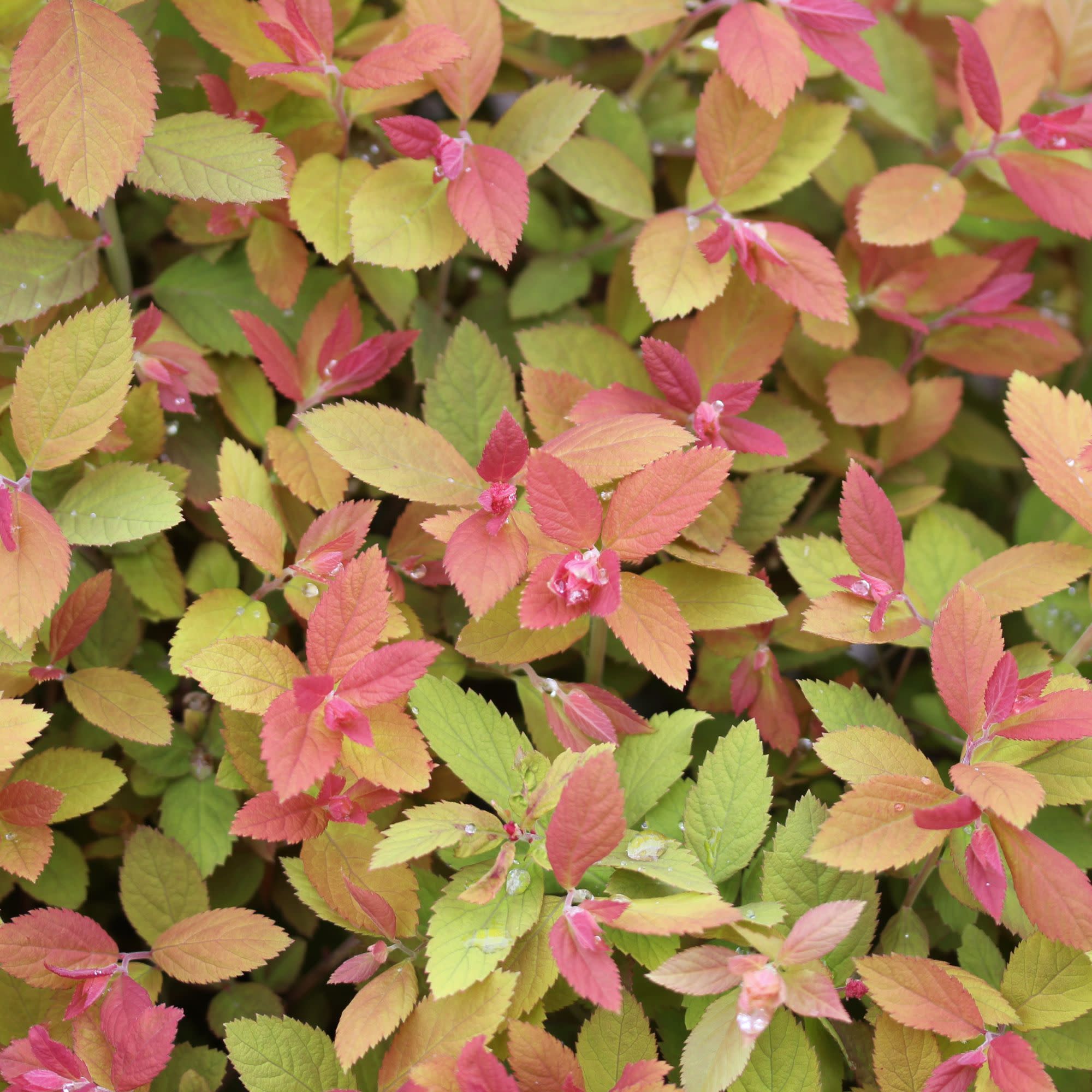 All Sale Plants