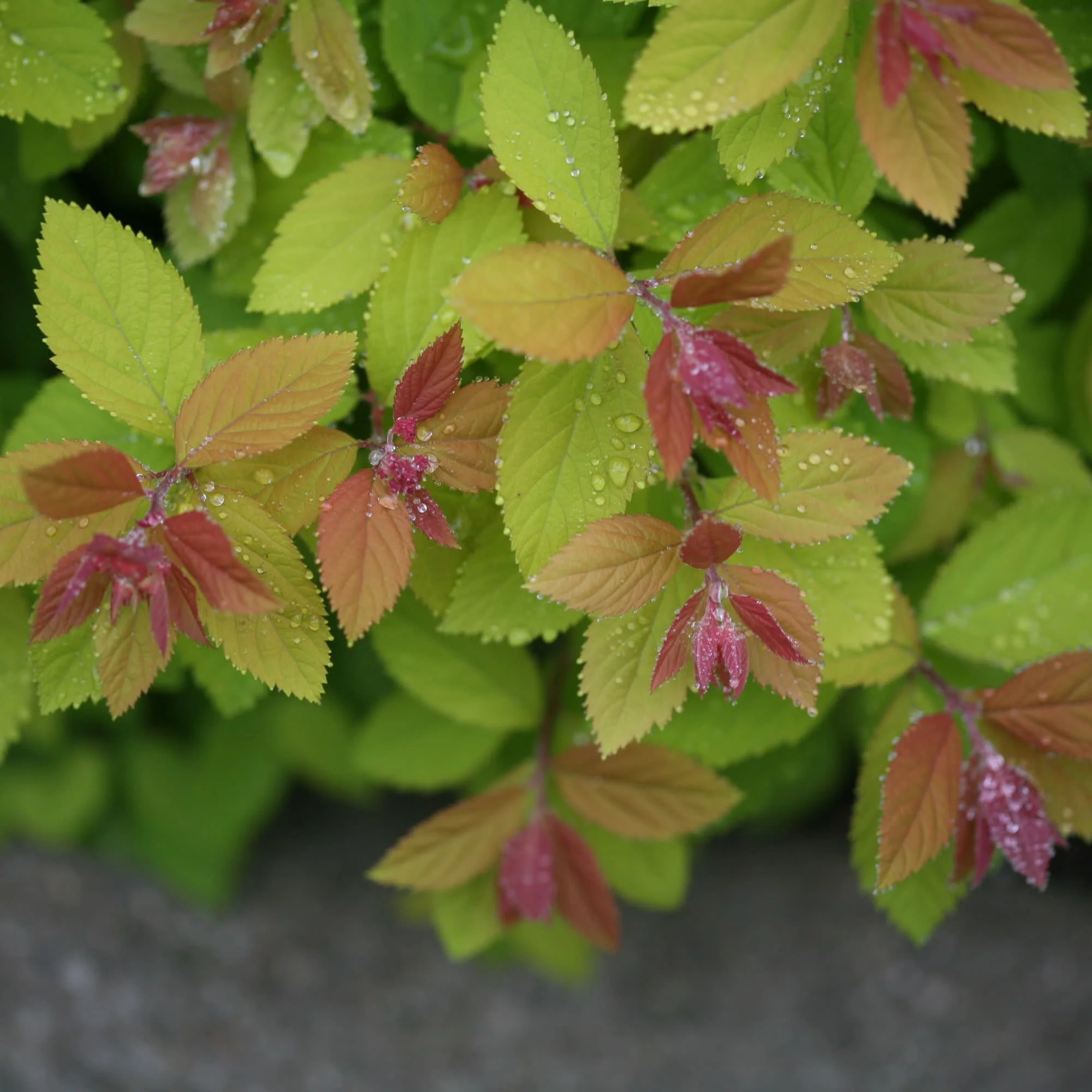 Double Play Big Bang® Spirea (Spiraea x) - Image 7