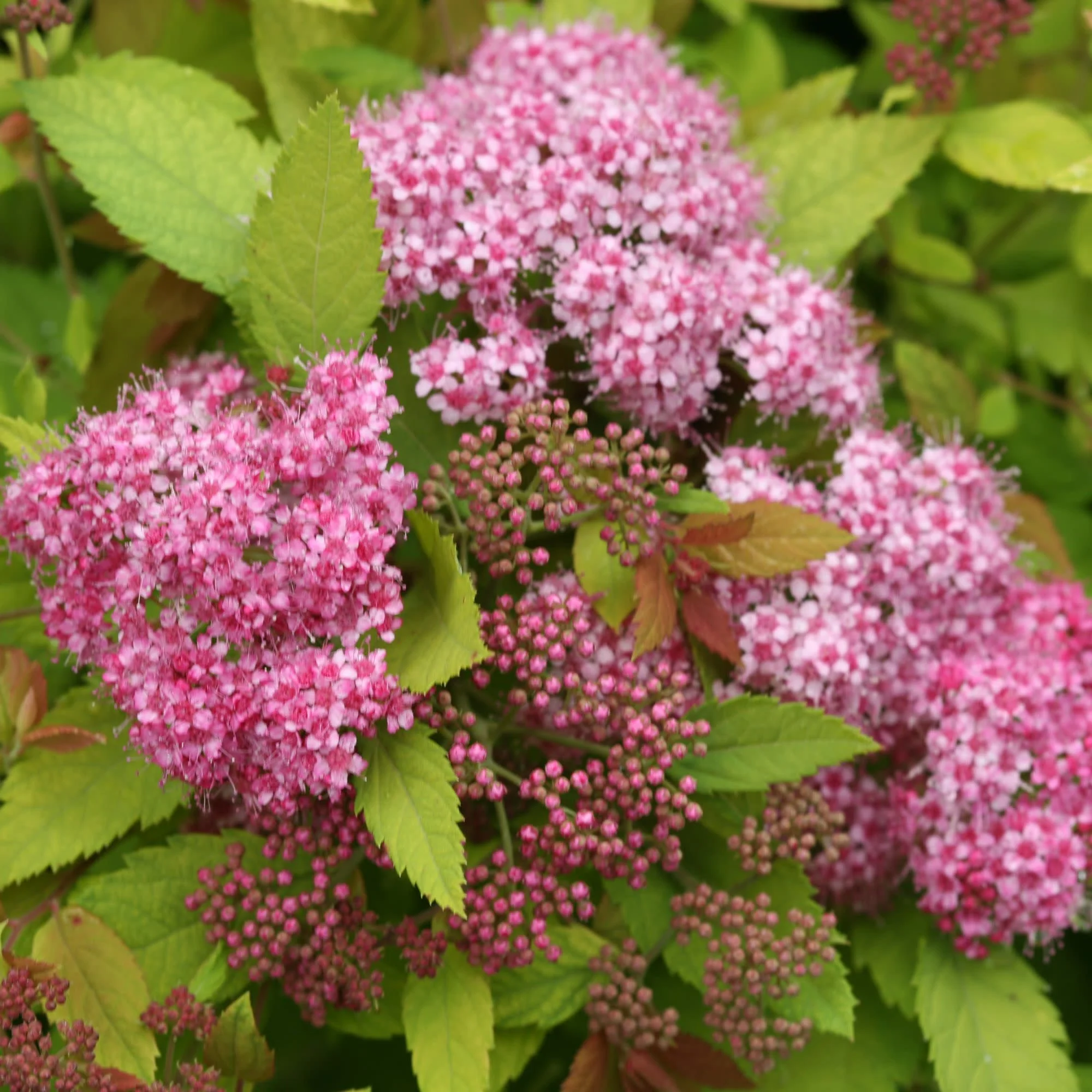 Double Play Big Bang® Spirea (Spiraea x) - Image 8