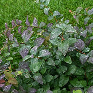 Double Play® Blue Kazoo® Spirea (Spiraea media) - Image 5