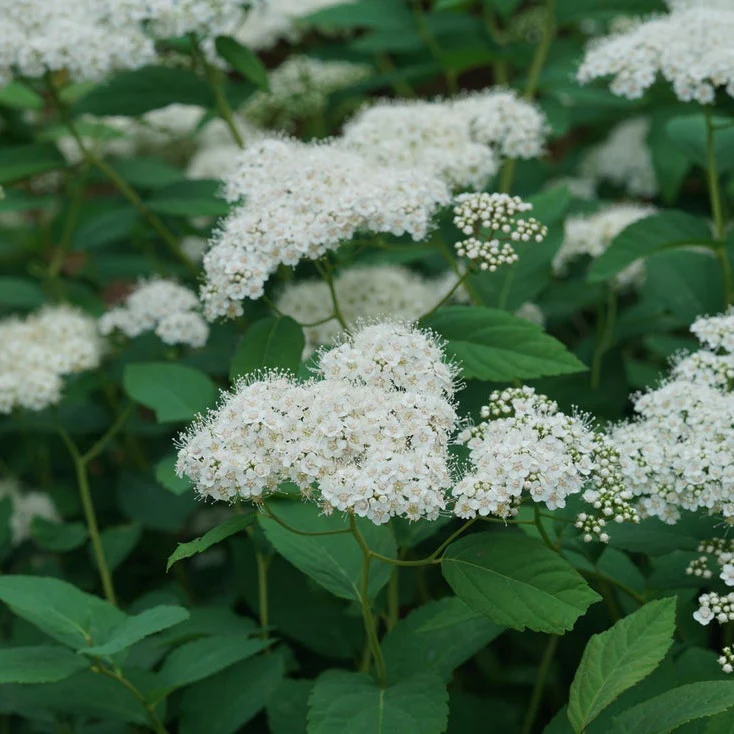 Double Play® Blue Kazoo® Spirea (Spiraea media) - Image 6