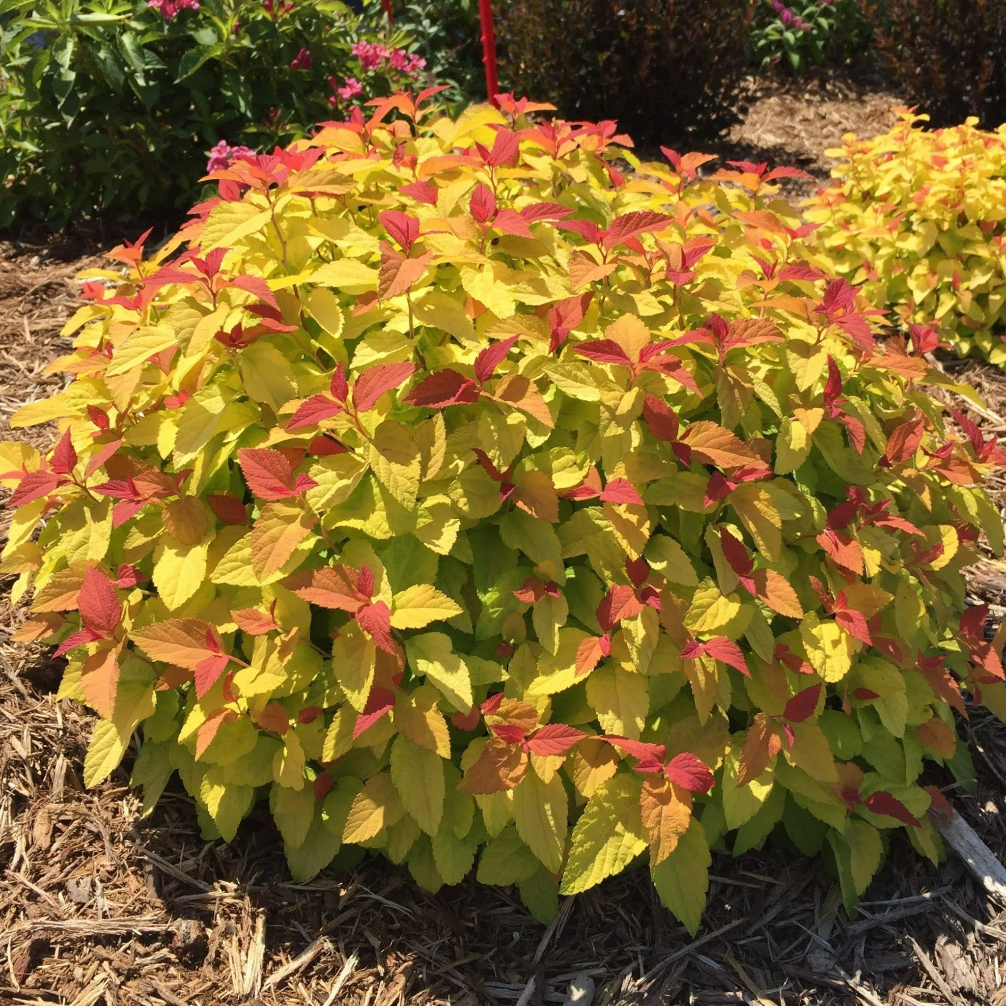 Double Play® Candy Corn® Spirea (Spiraea japonica) - Image 11