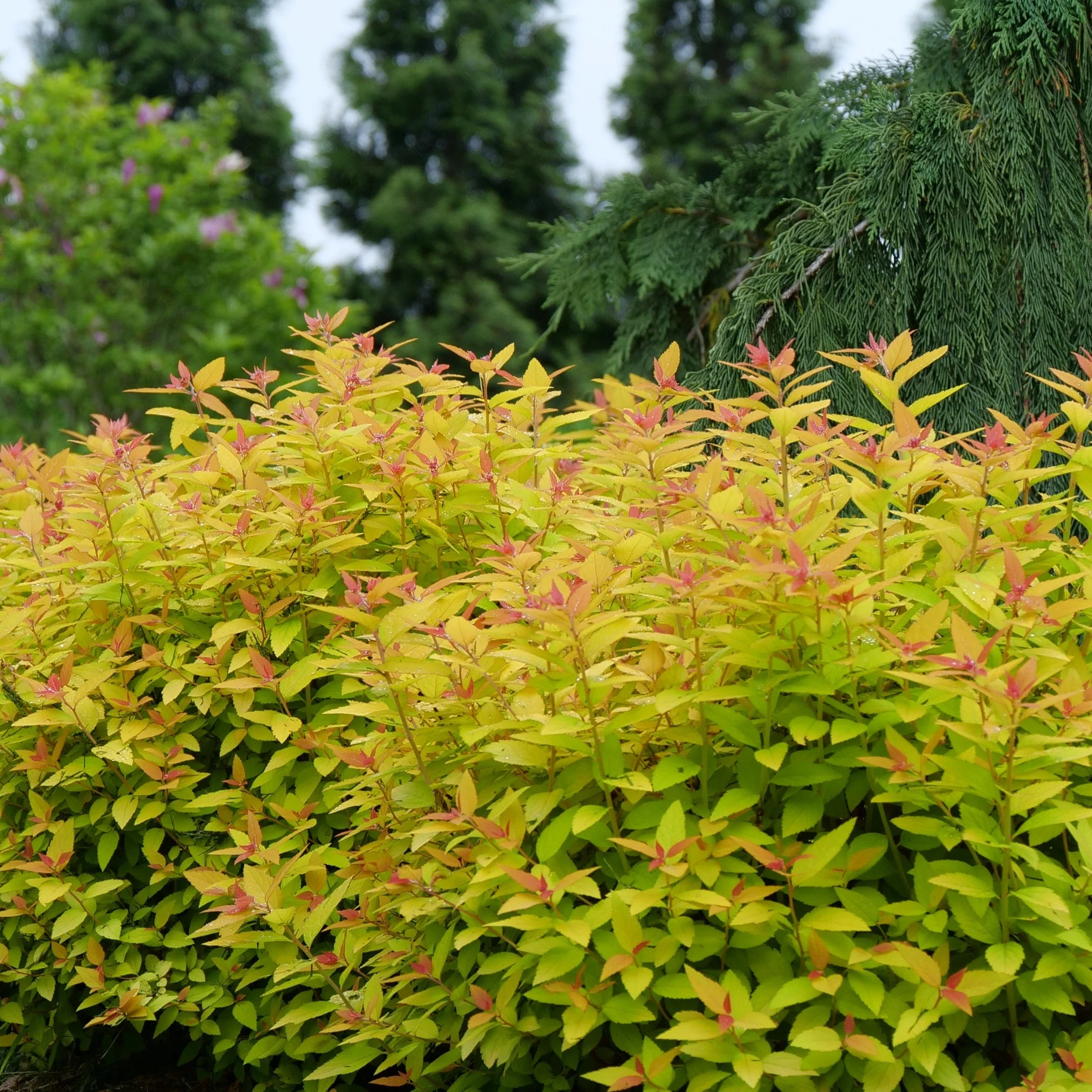 Double Play® Candy Corn® Spirea (Spiraea japonica) - Image 12