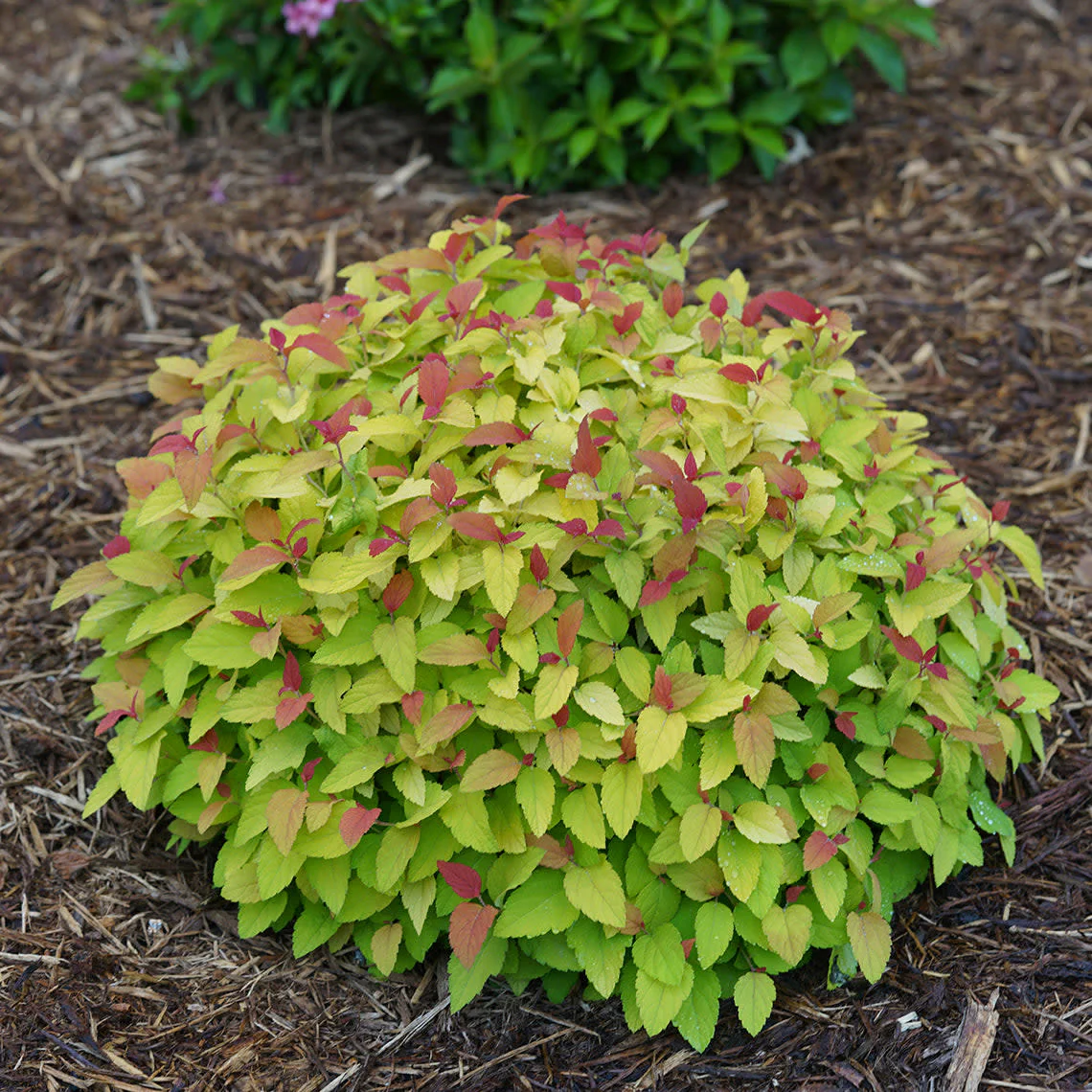 Double Play® Candy Corn® Spirea (Spiraea japonica) - Image 13